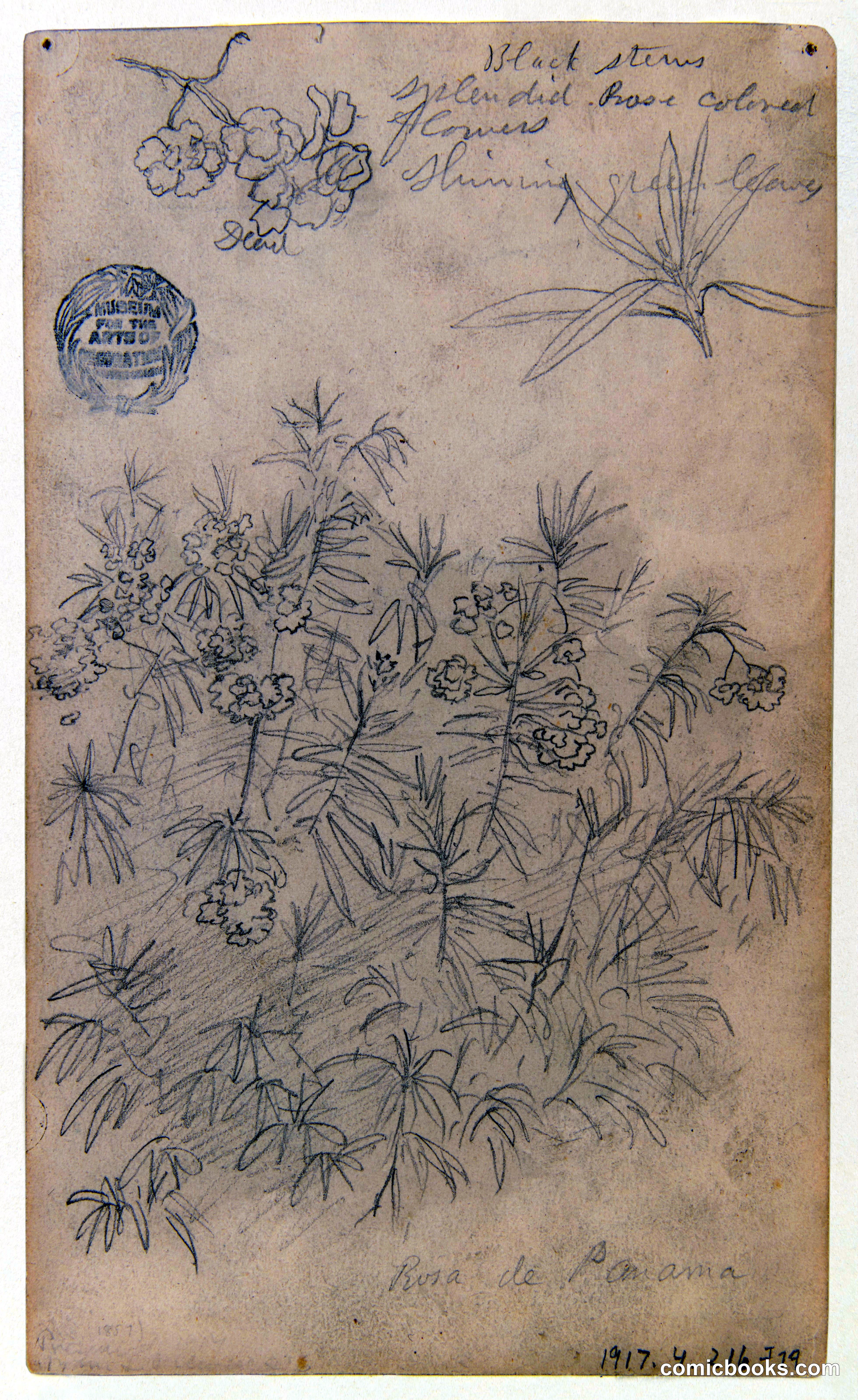 Botanical Study: Panama Rose and Ecuador Flora