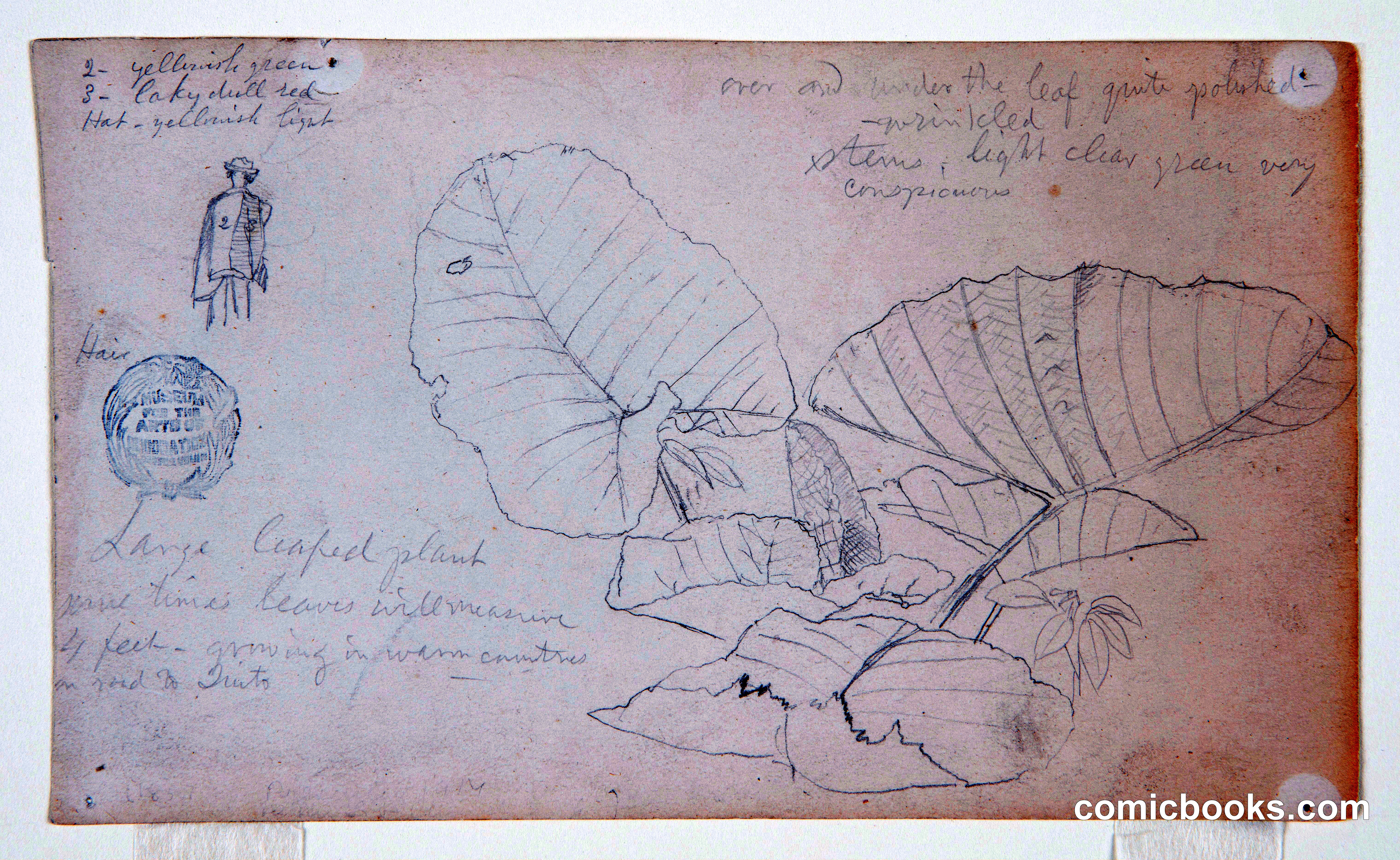 Large-Leaved Plant and a Figure, Ecuador