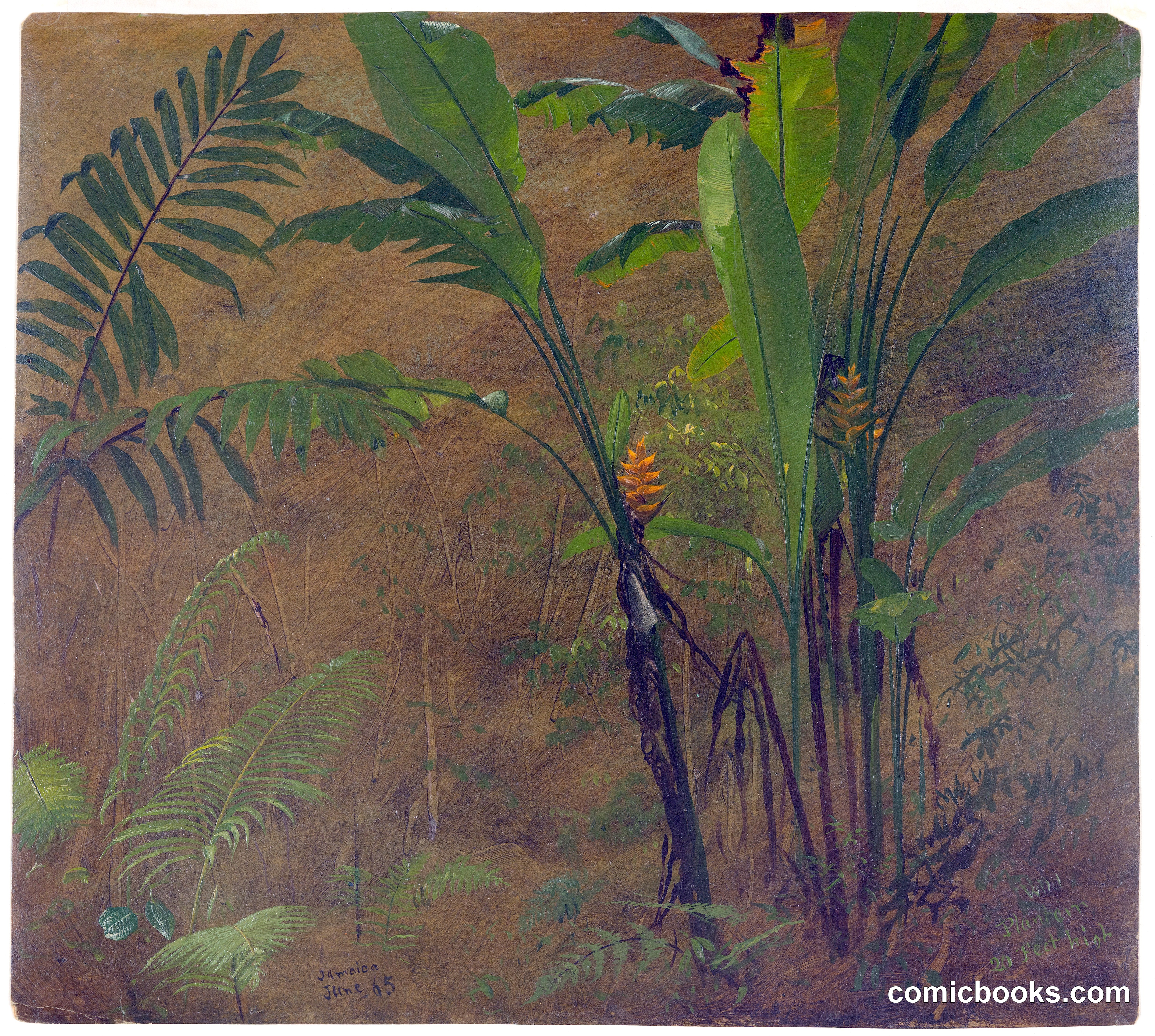 Wild Plantain, 20 Feet High, Jamaica