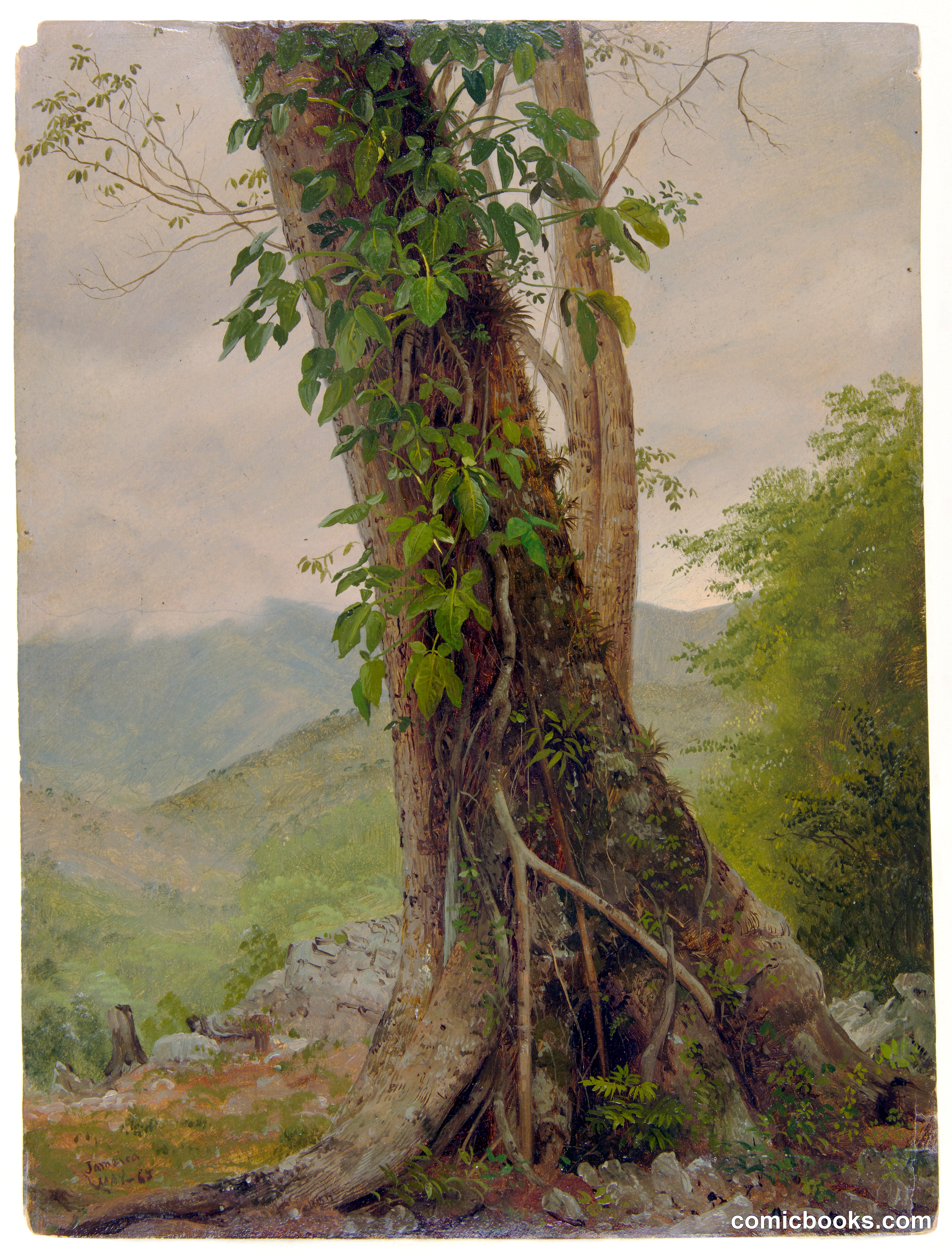 Tree with Vines, Jamaica