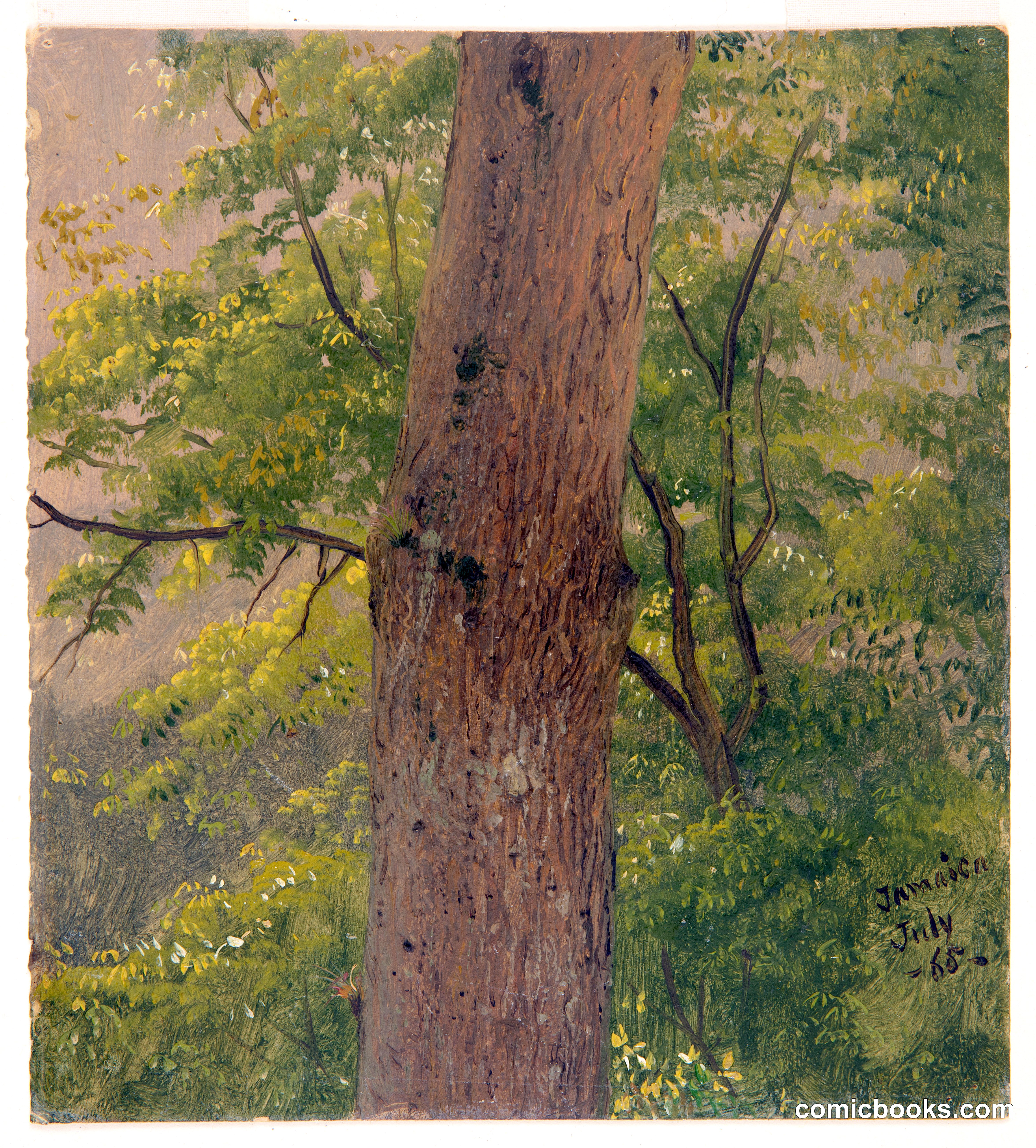 Tree Trunk, Jamaica
