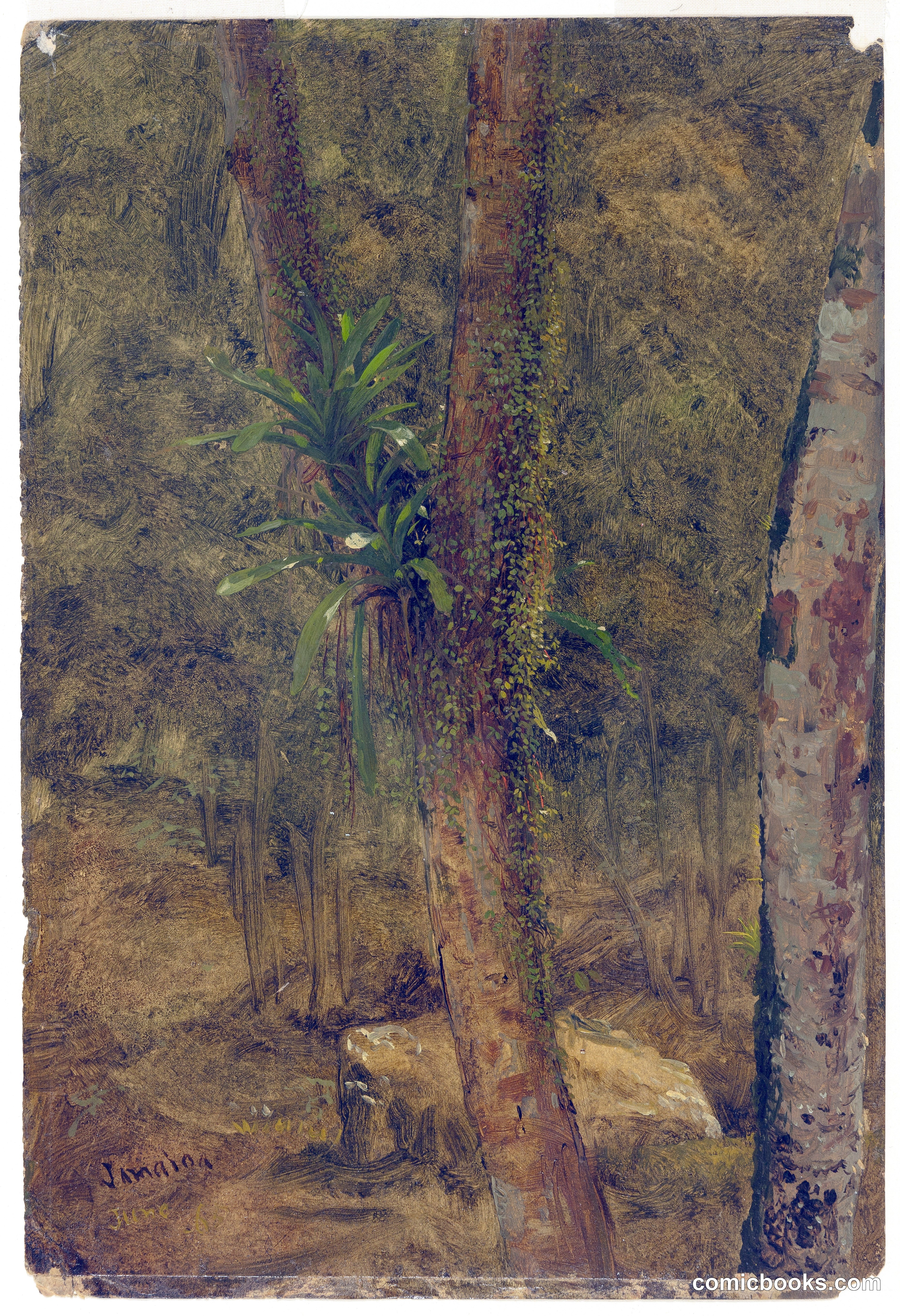 Trees in the Jungle Interior, Jamaica