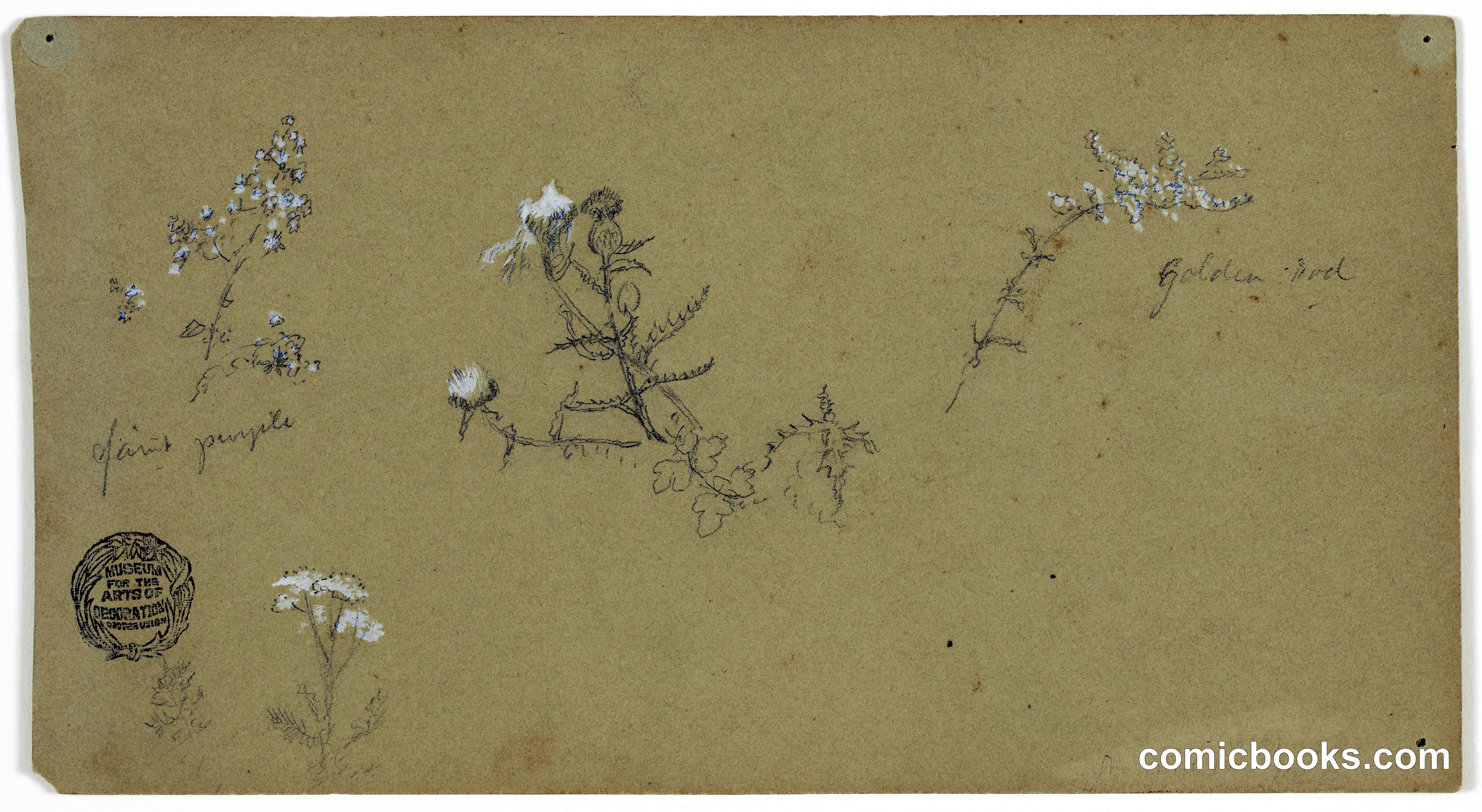 Sketches of Flowering Plants
