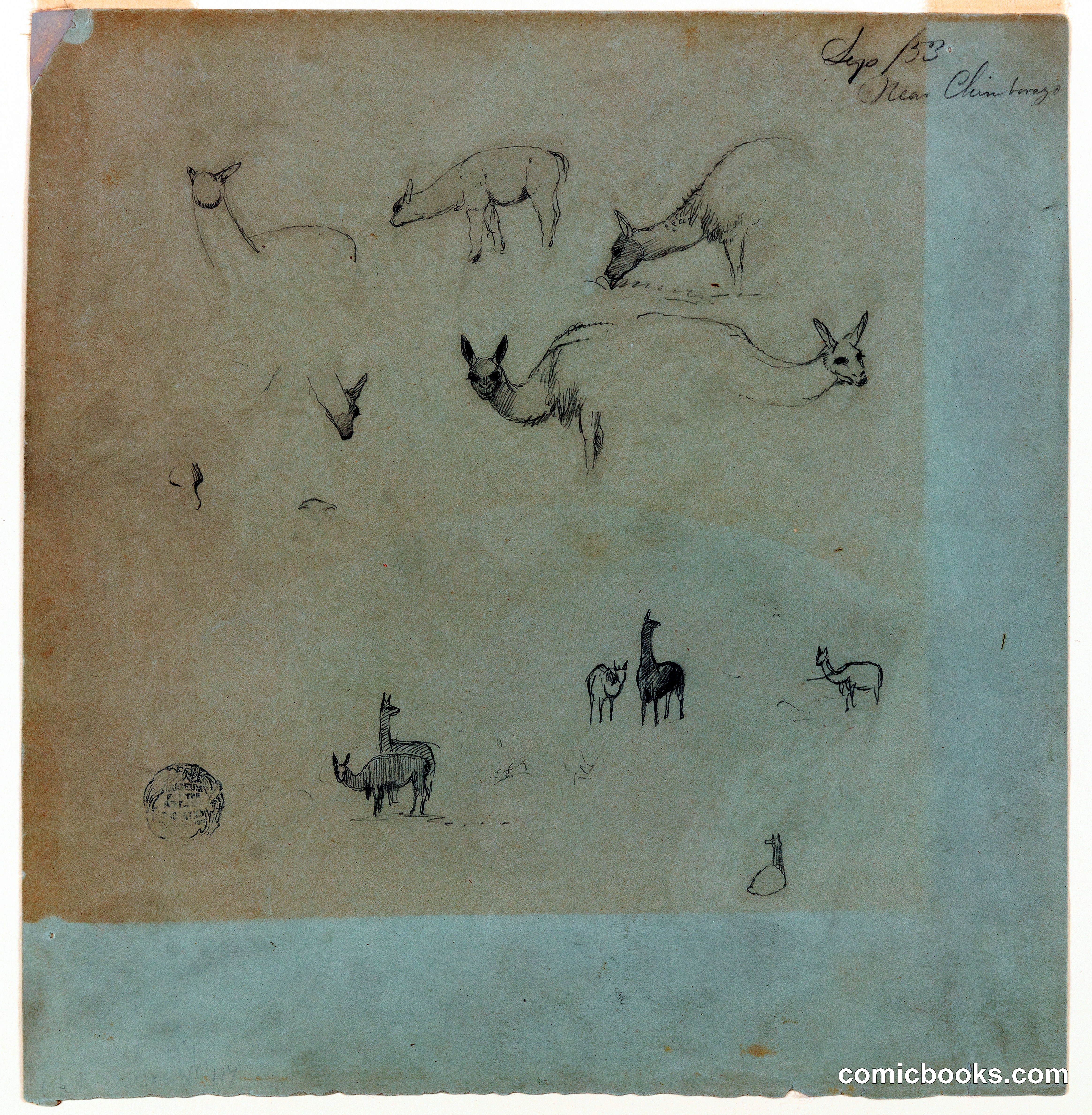 Study of Llamas near Chimborazo, Ecuador