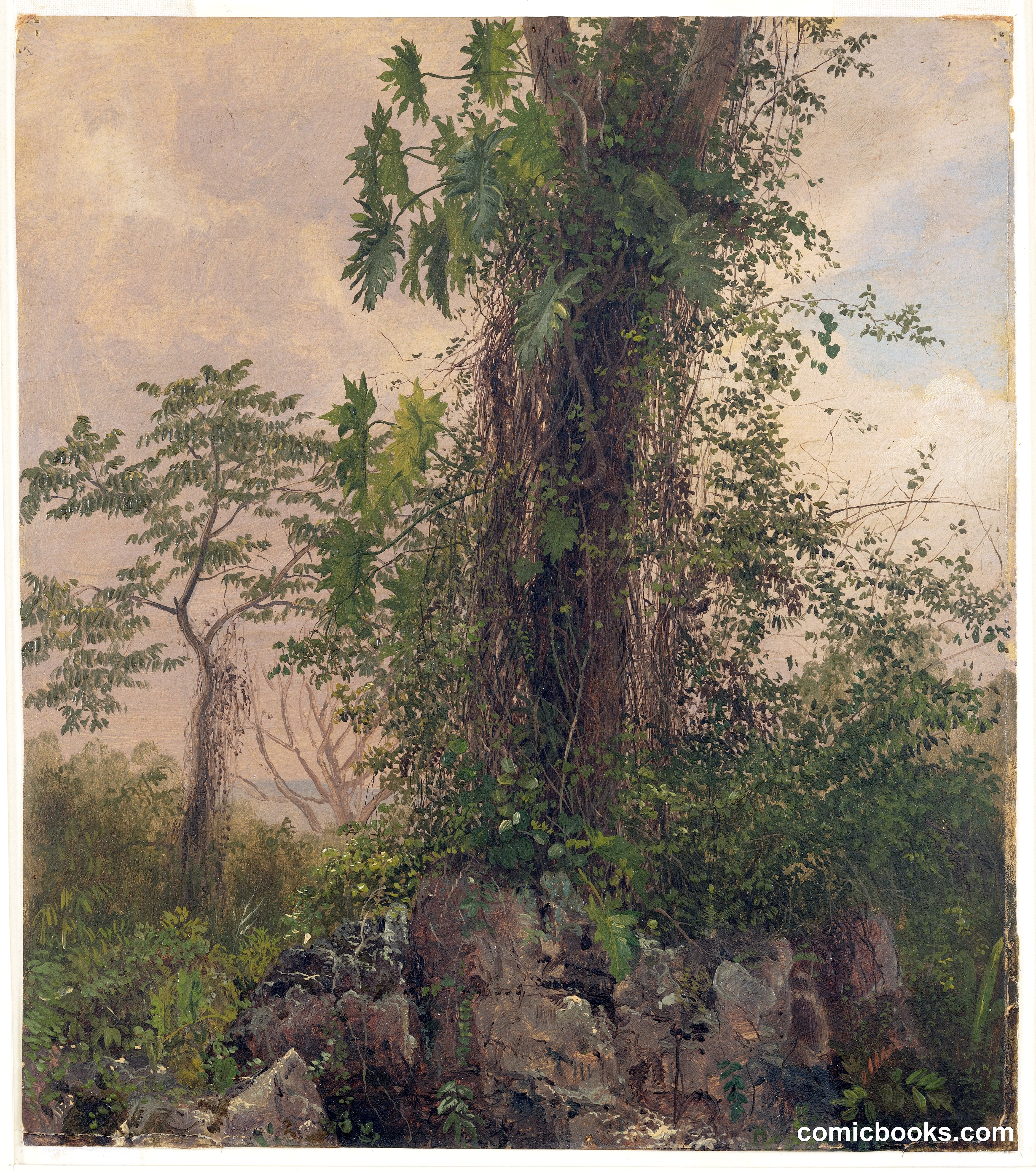 Fig Tree and Wild Philodendron, Jamaica