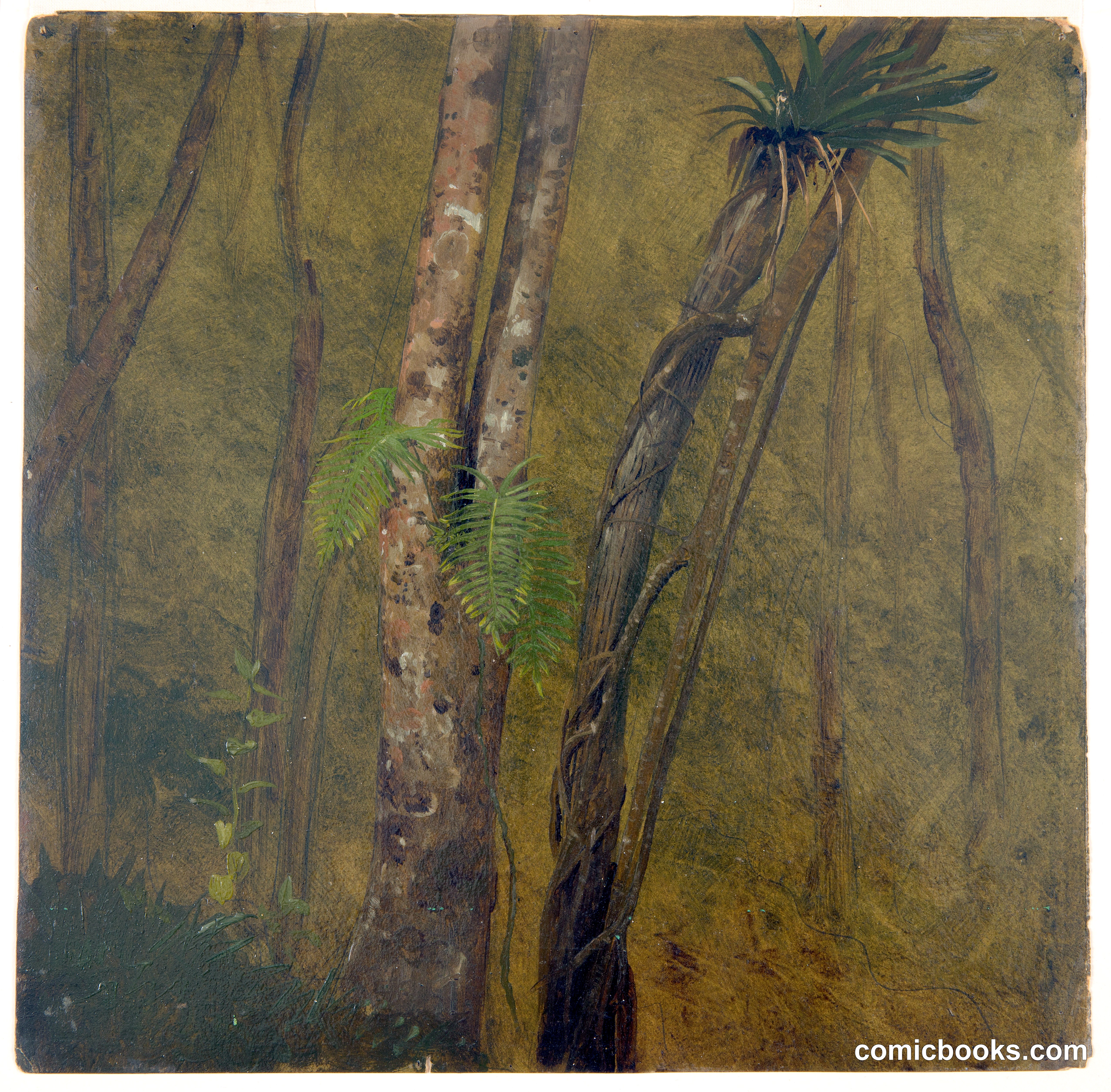 Trees and Undergrowth, Jamaica