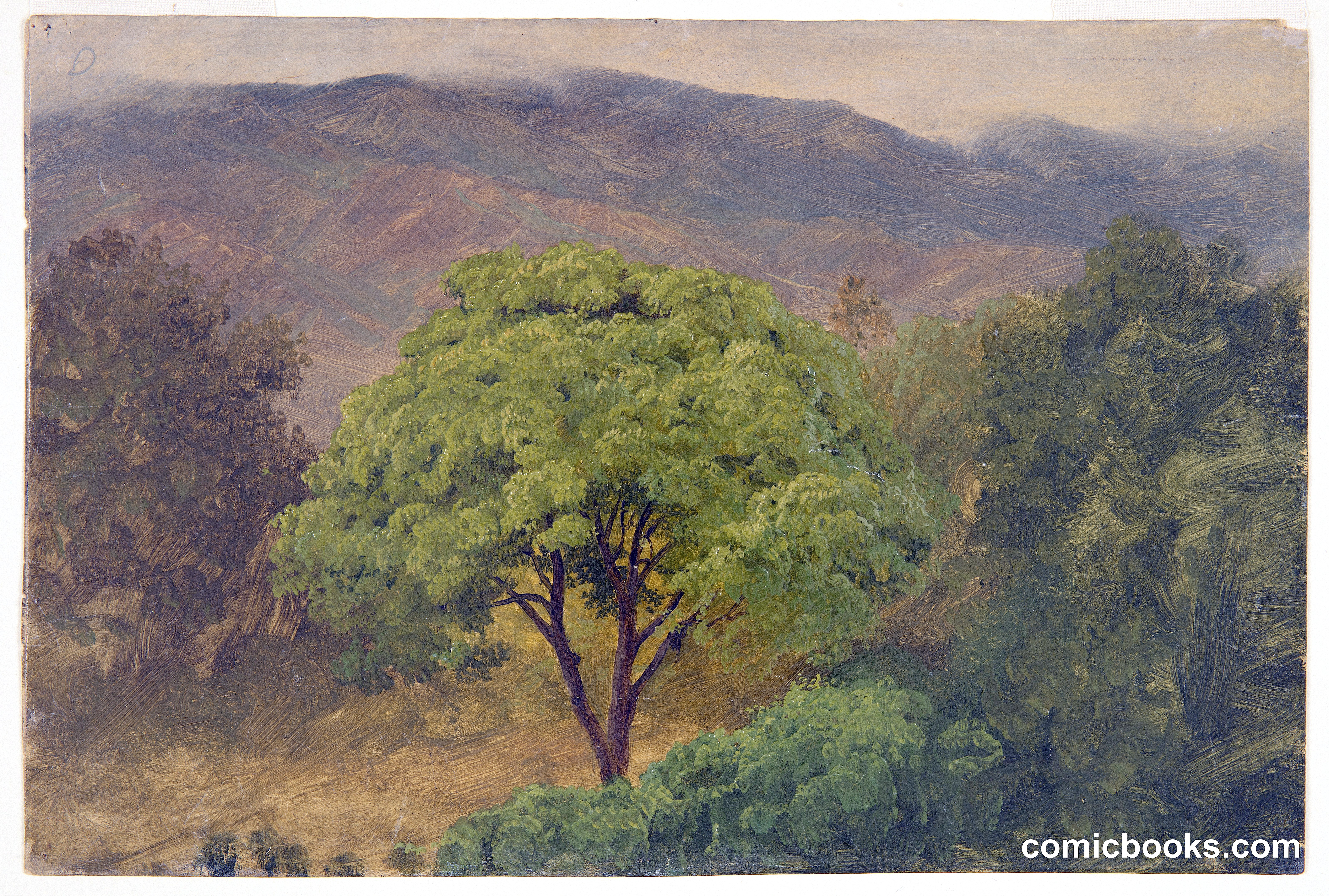 Guinep Tree in the Mountains, Jamaica