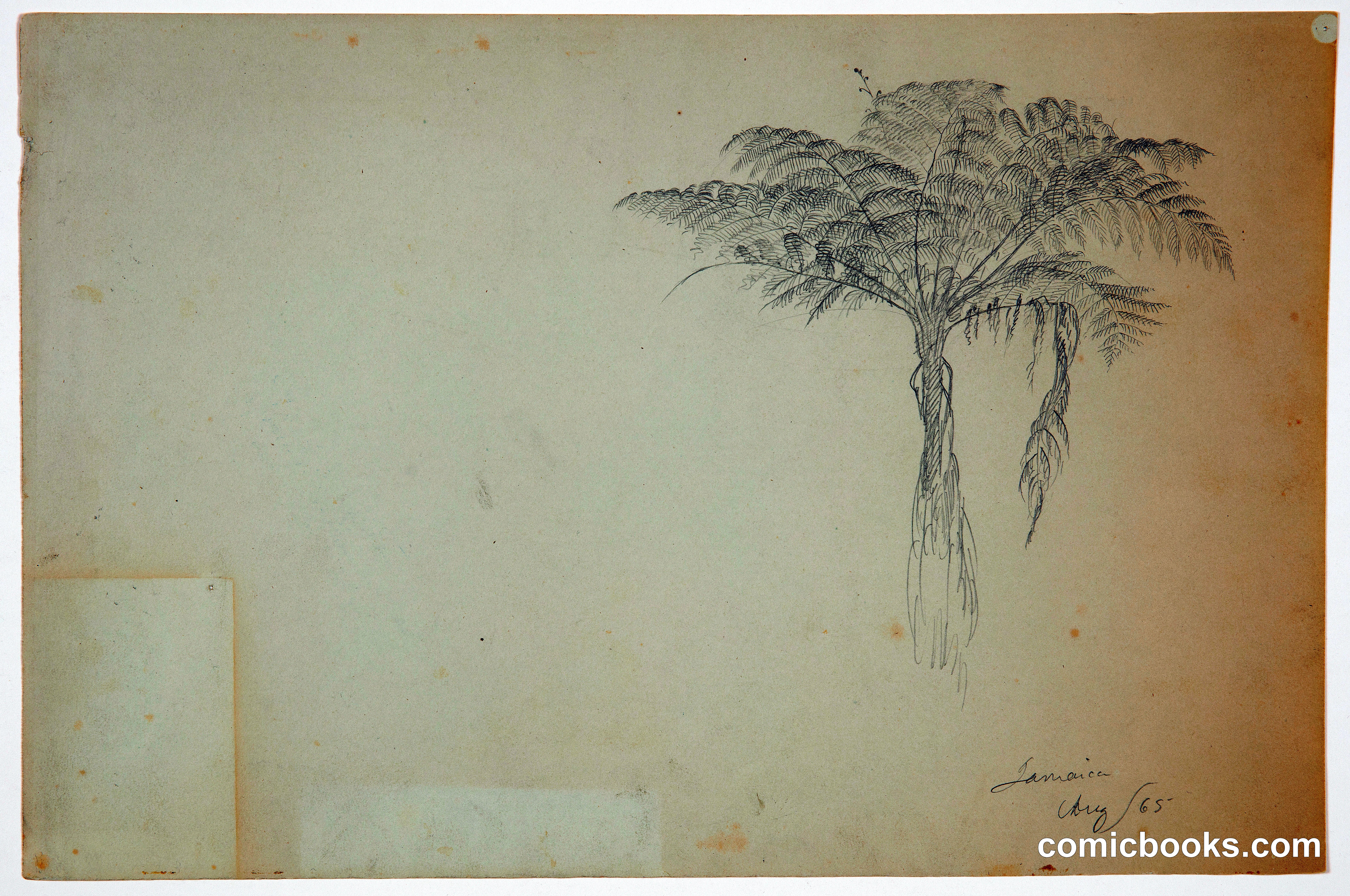 Tree Fern, Jamaica