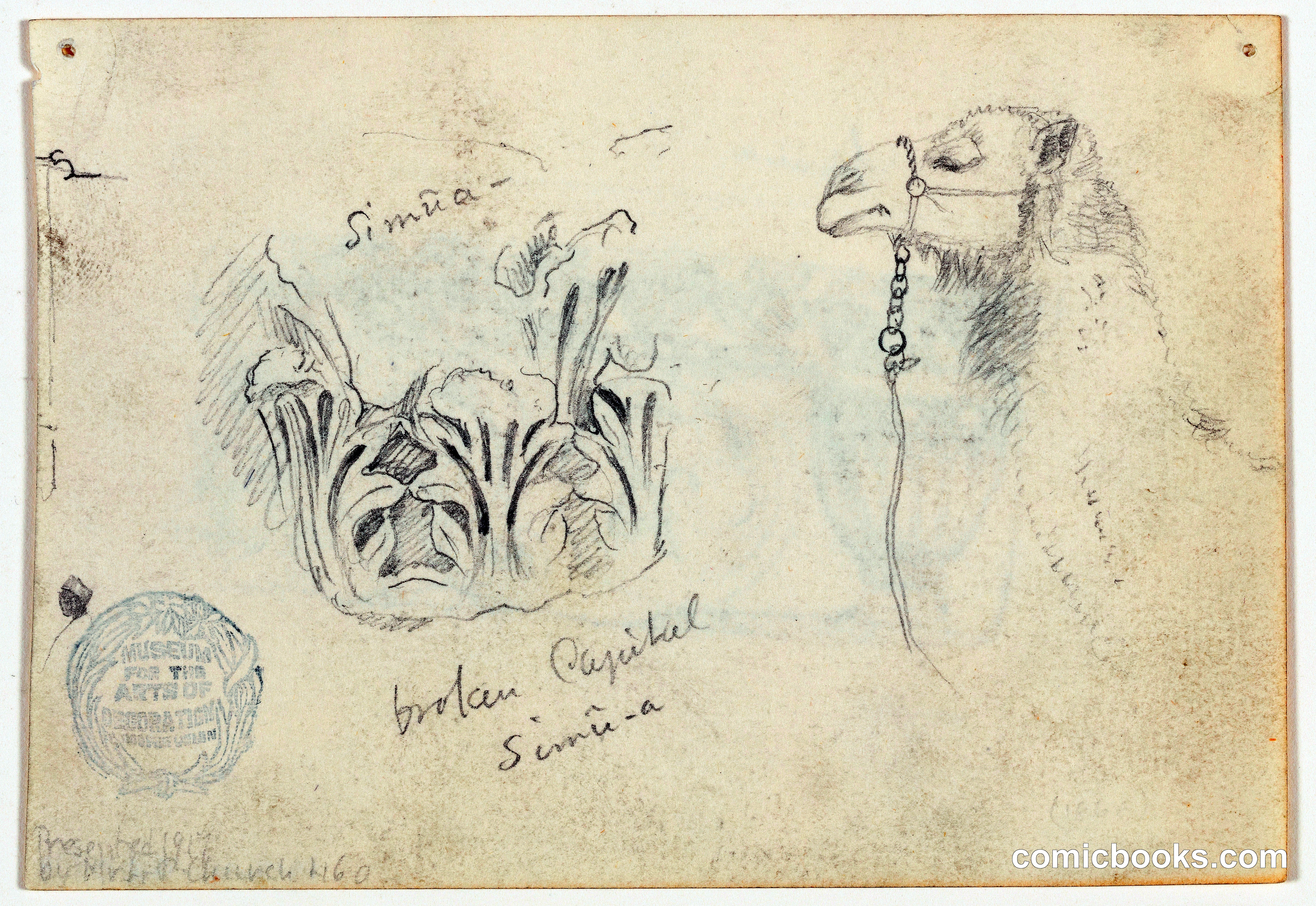 Study Sketches: Architectural Capital and Camel Head