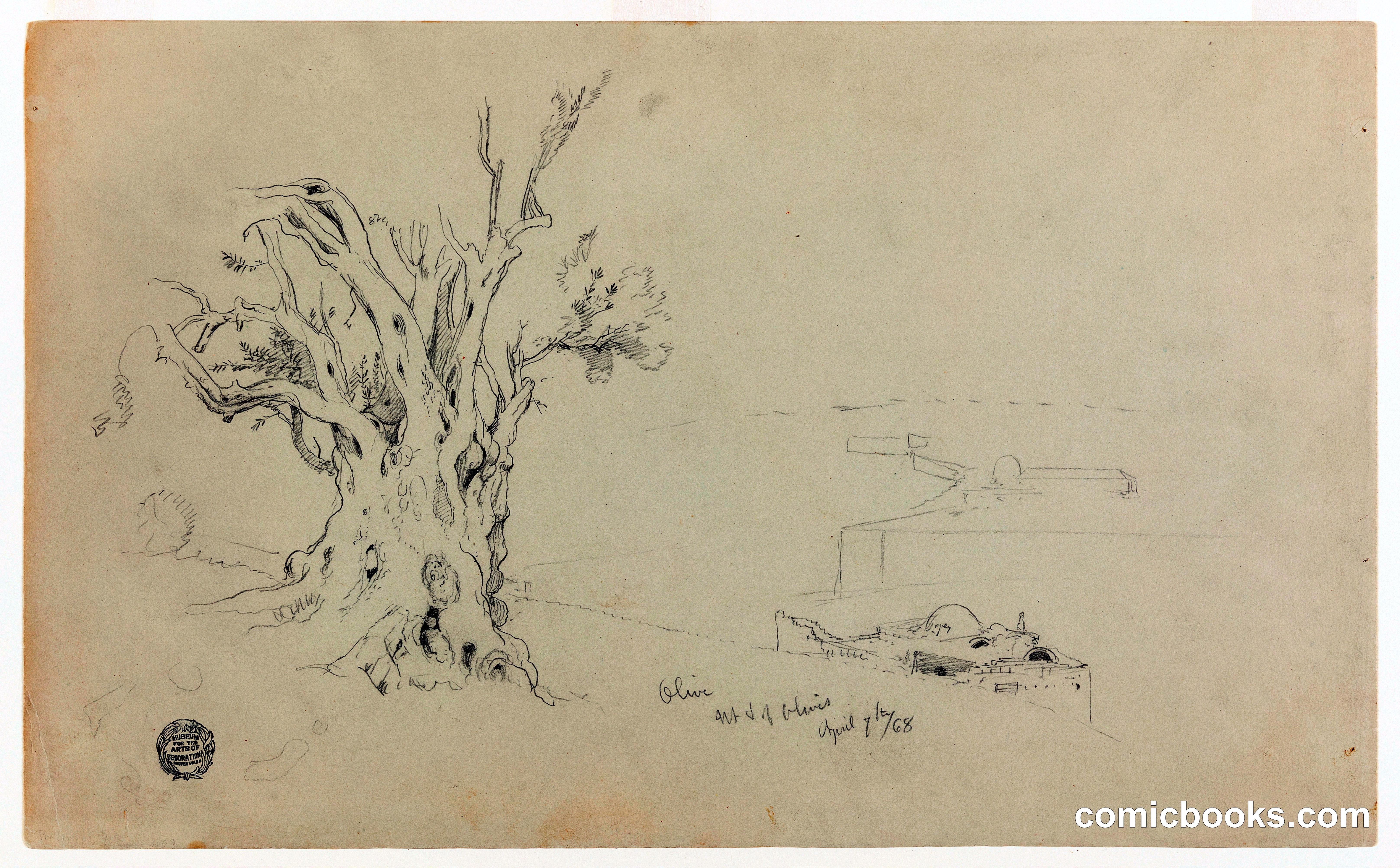 Olive Tree, Mount of Olives, Jerusalem