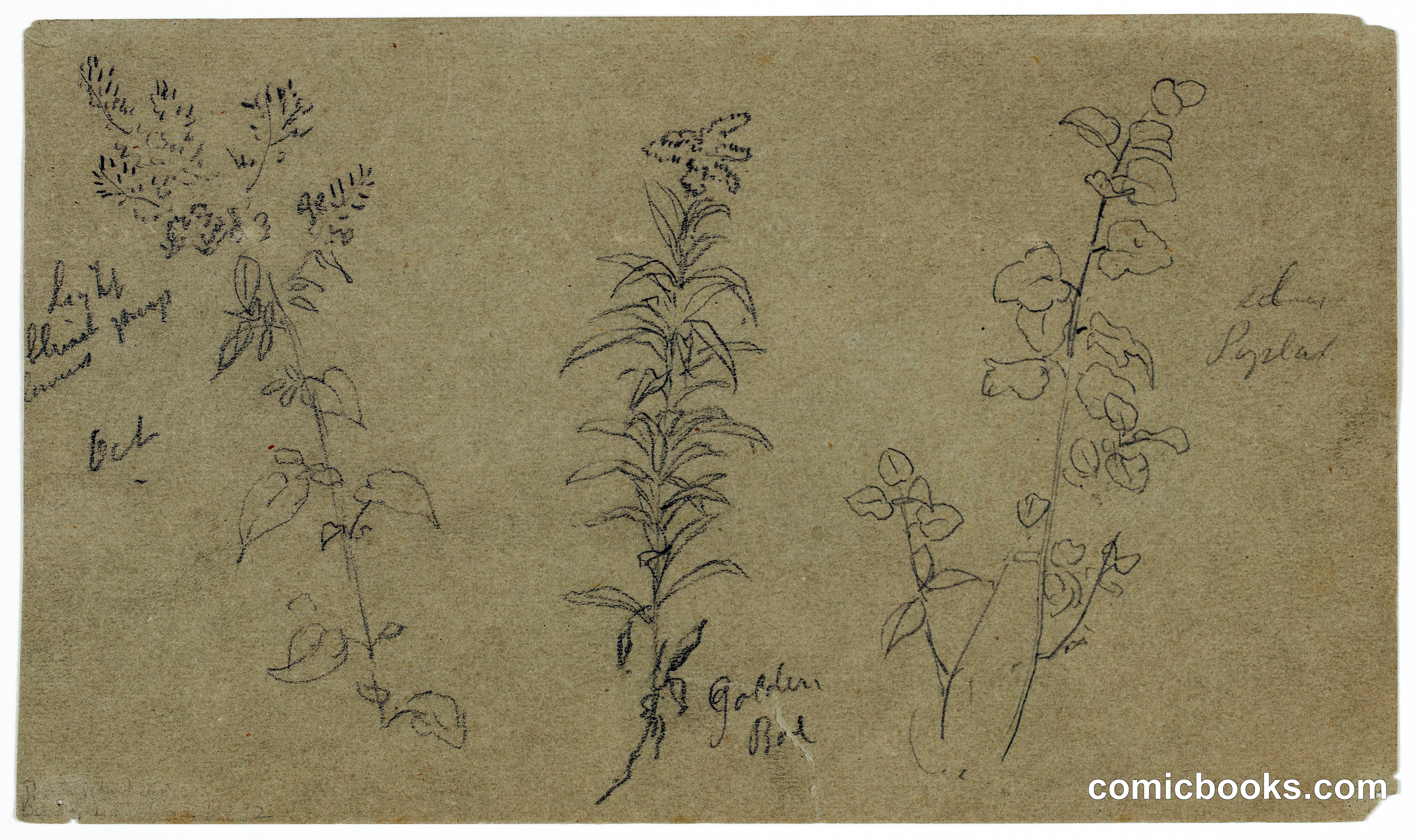 Sketches of Three Plants, Vermont