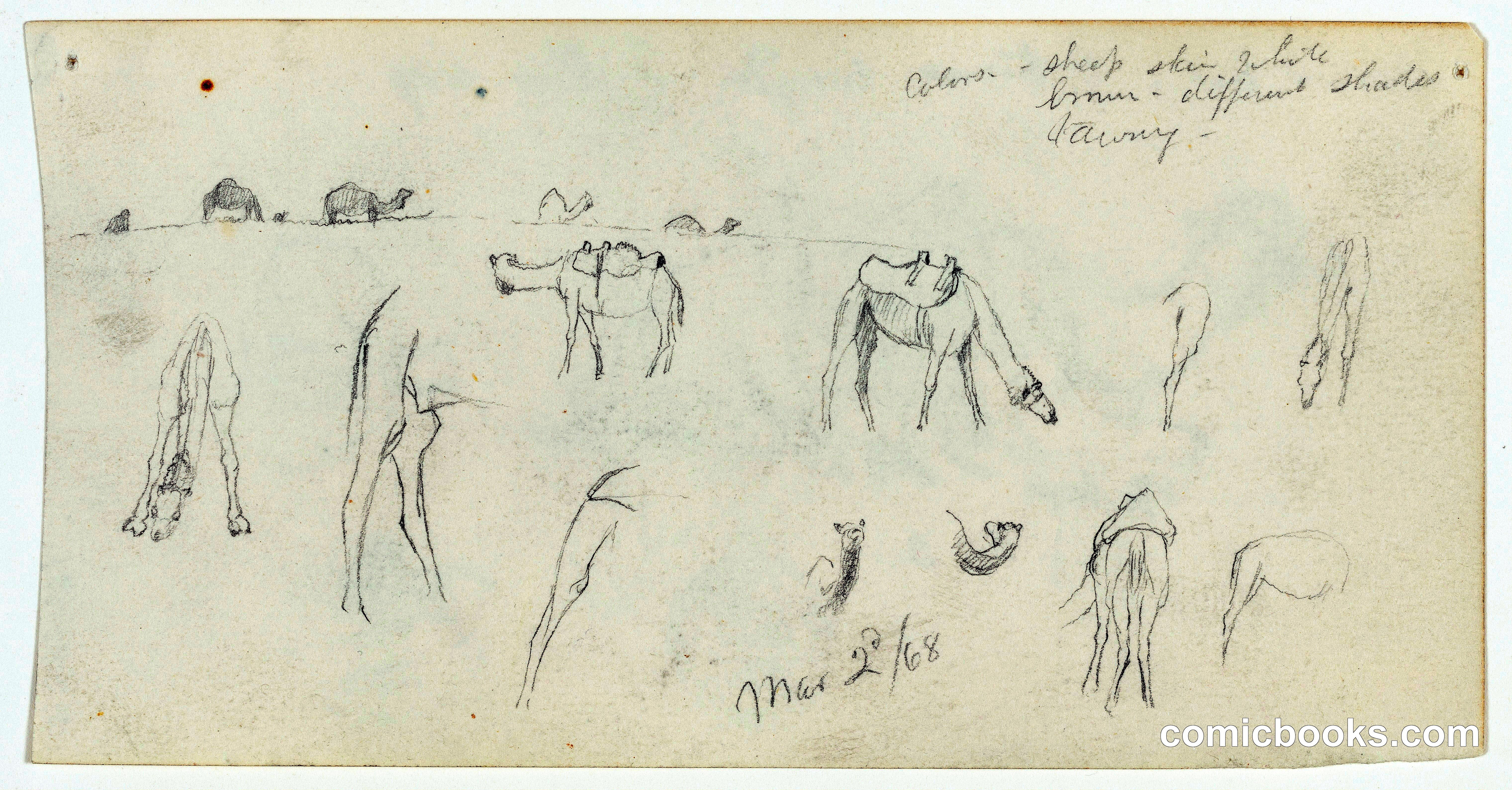 Camel Studies, Palestine