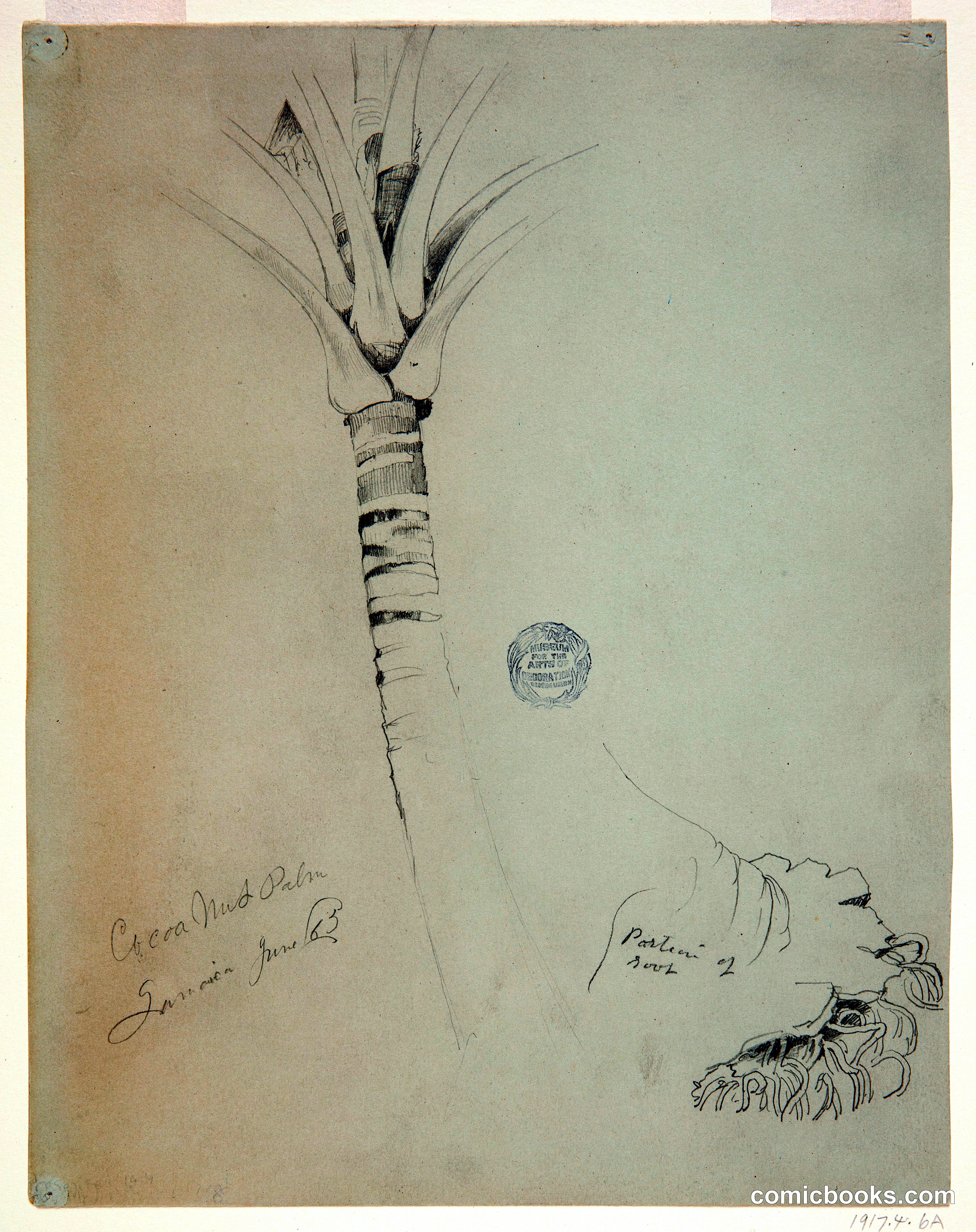 Coconut Palm, Jamaica