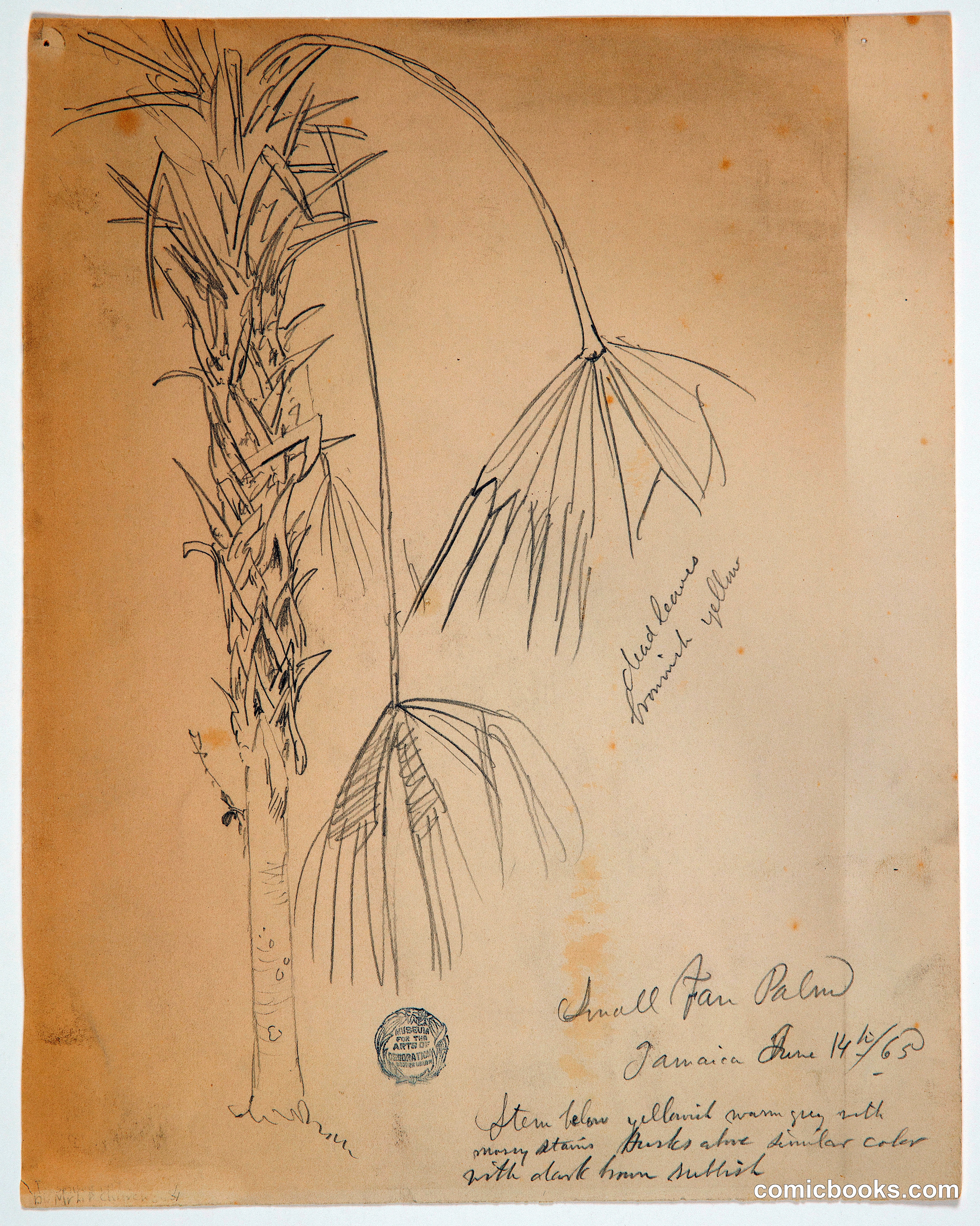 Small Fan Palm, Jamaica