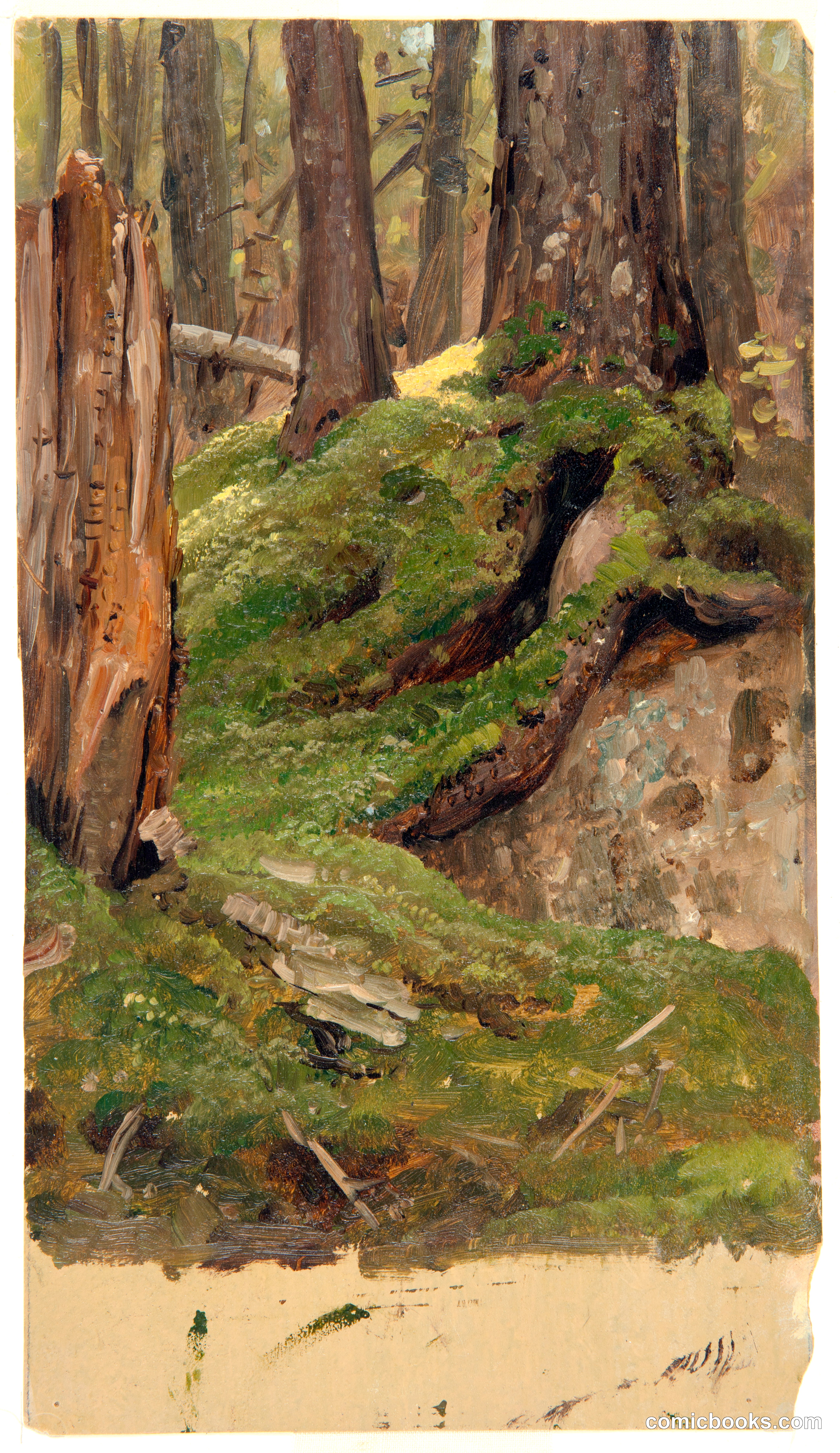 Maine Woods