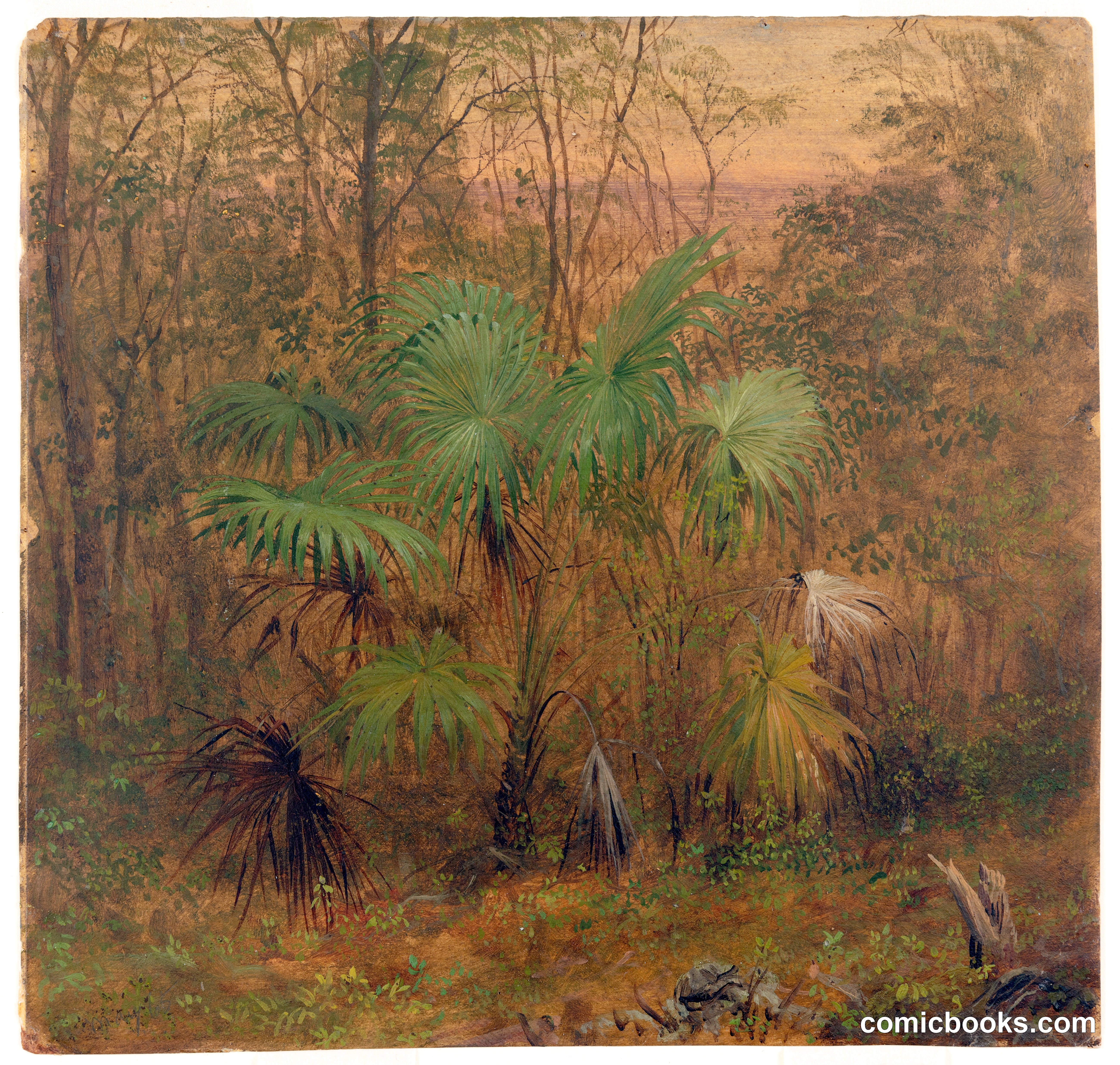 Thatch Palm, Jamaica