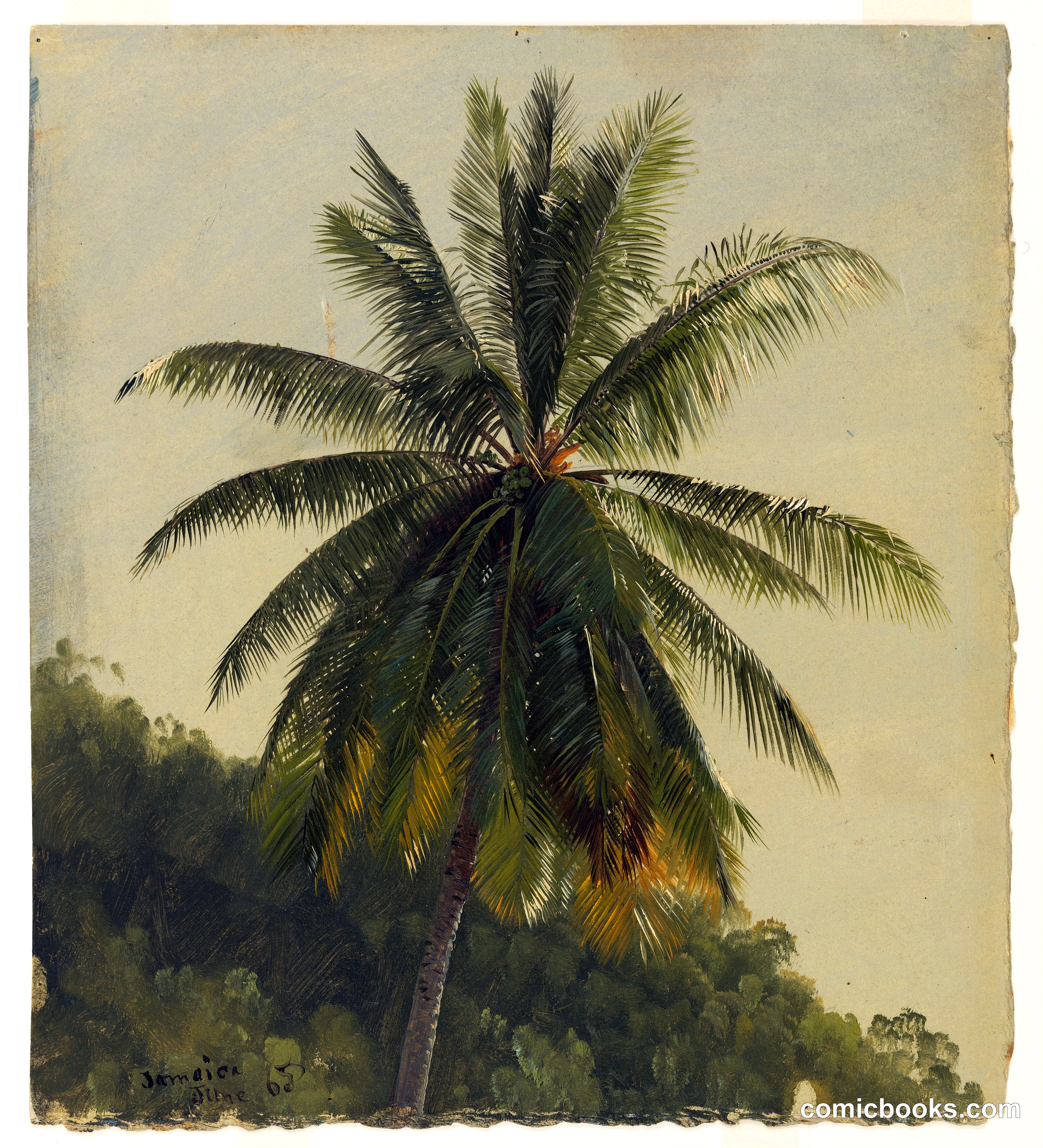 Coconut Palm, Jamaica