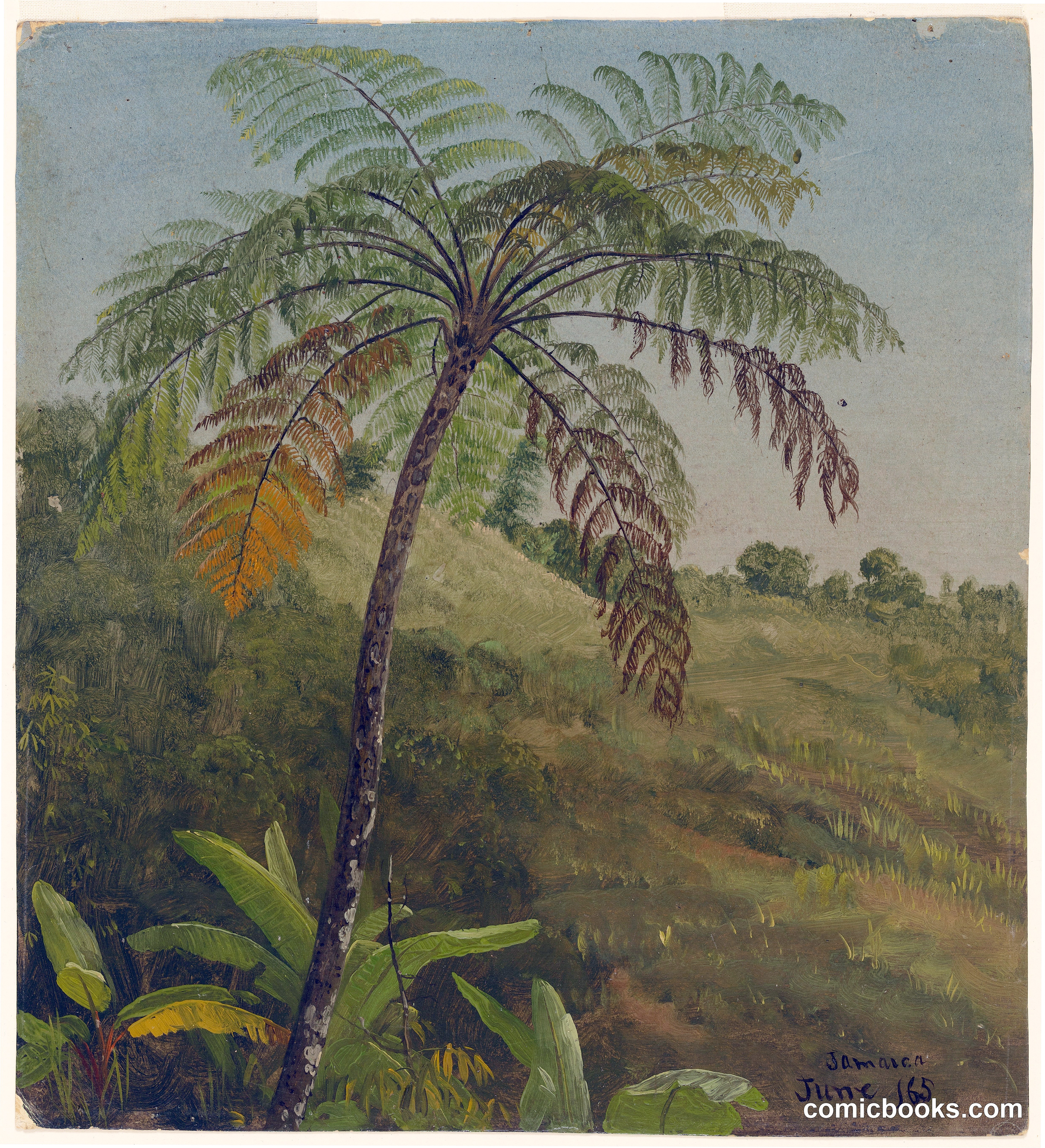 Tree Fern, Jamaica