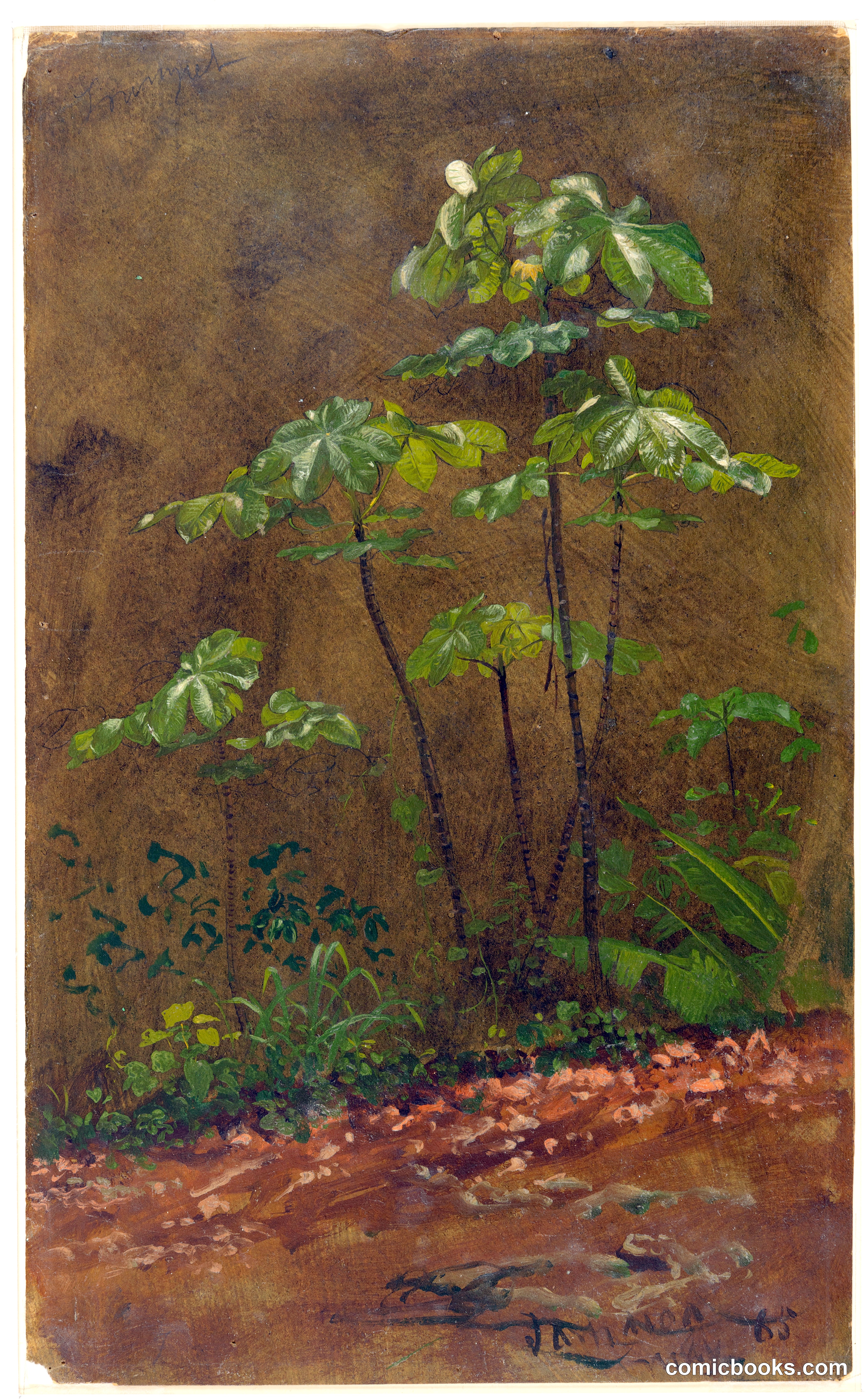 Trumpet Trees, Jamaica
