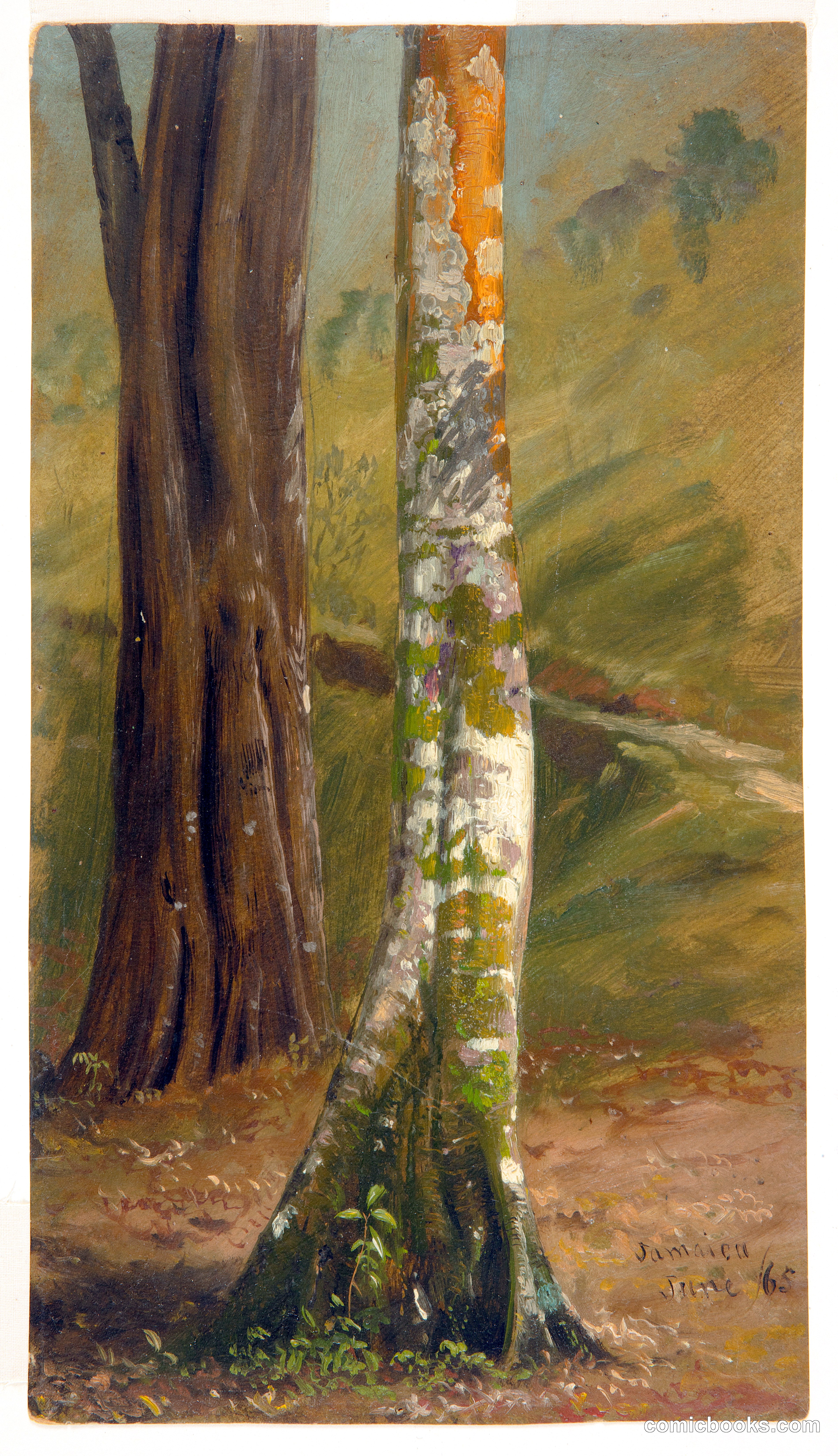 Tree Trunk, Jamaica
