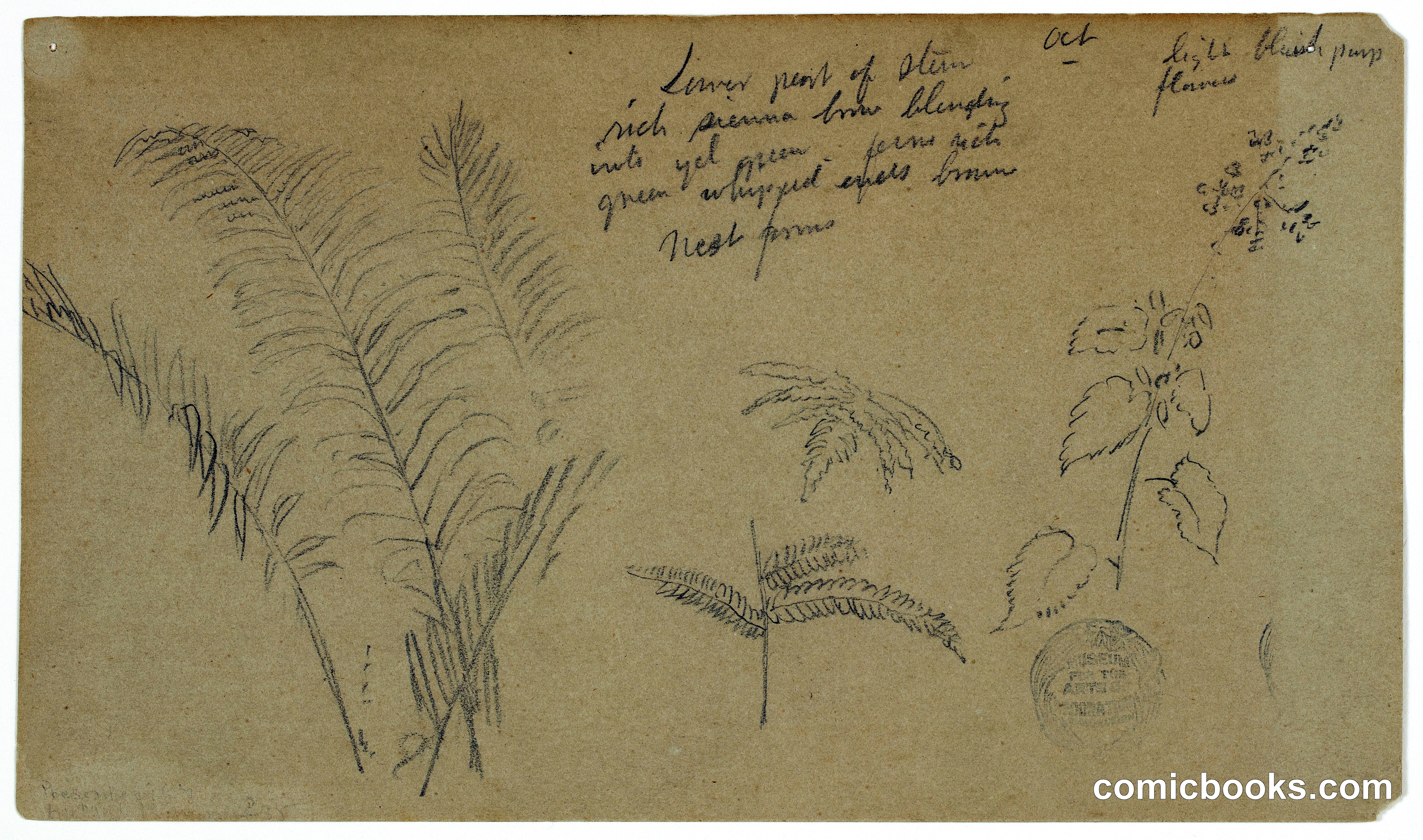 Fern Sketches, Vermont