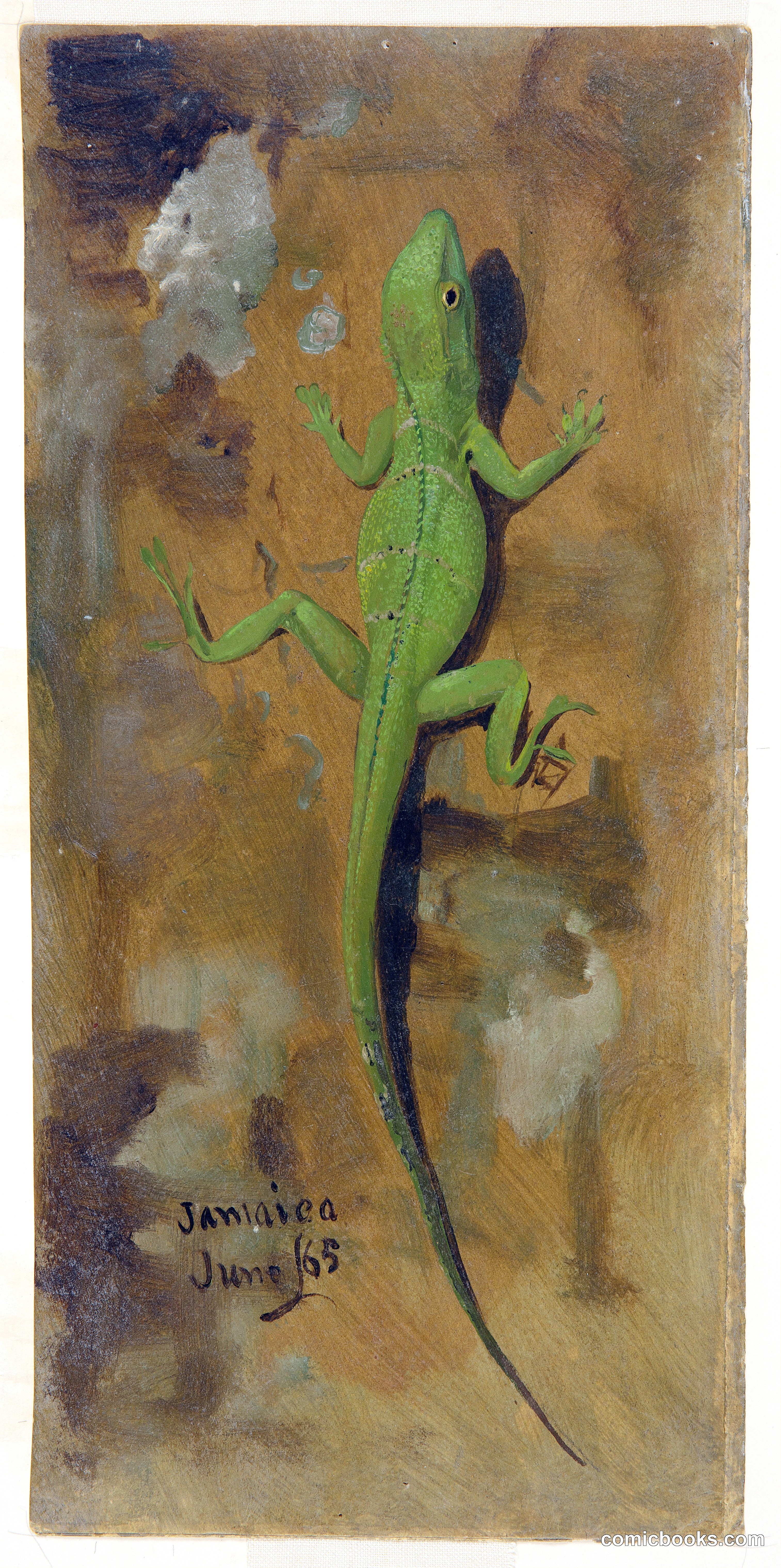 A Lizard, Jamaica