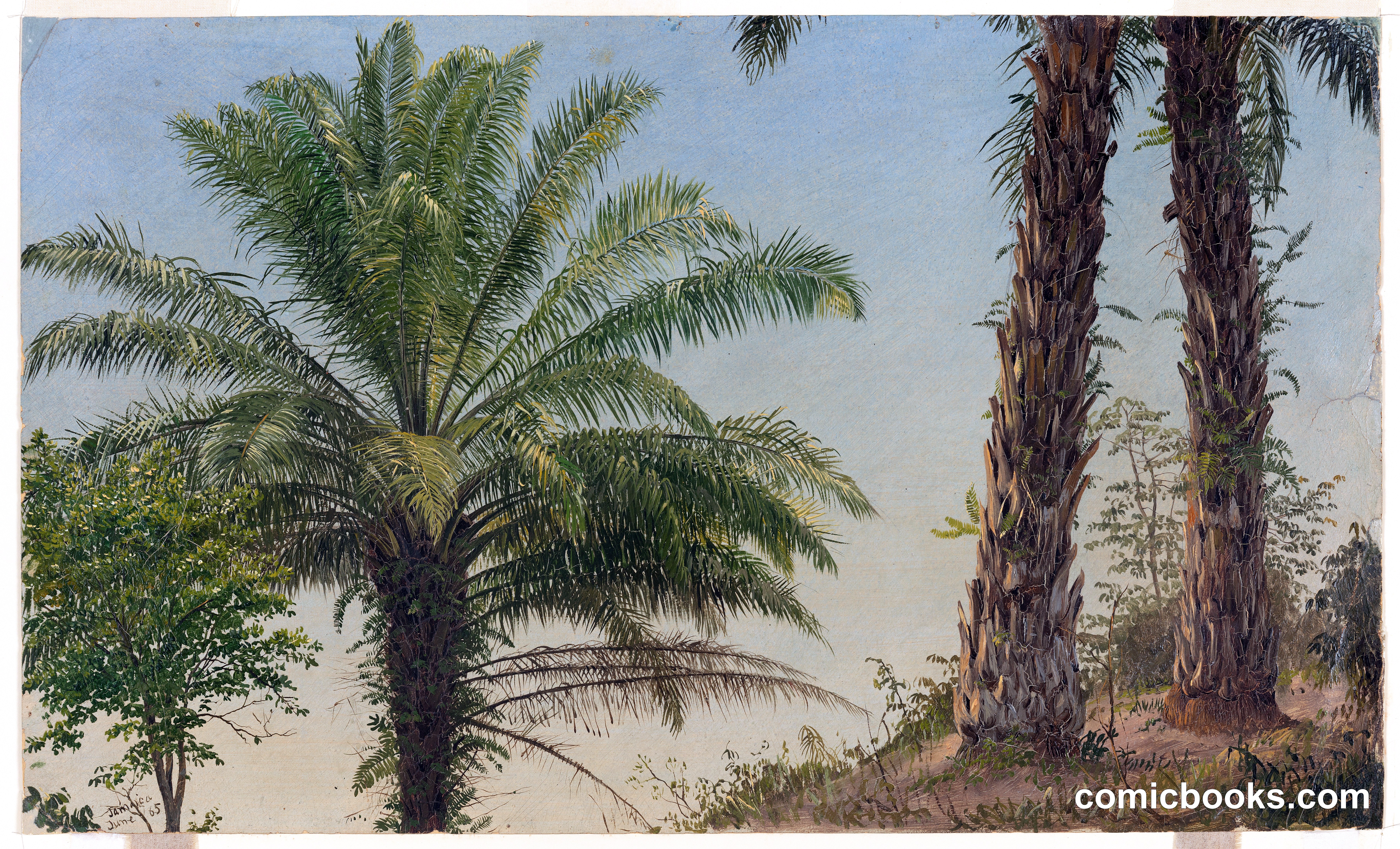 Palm Trees, Jamaica