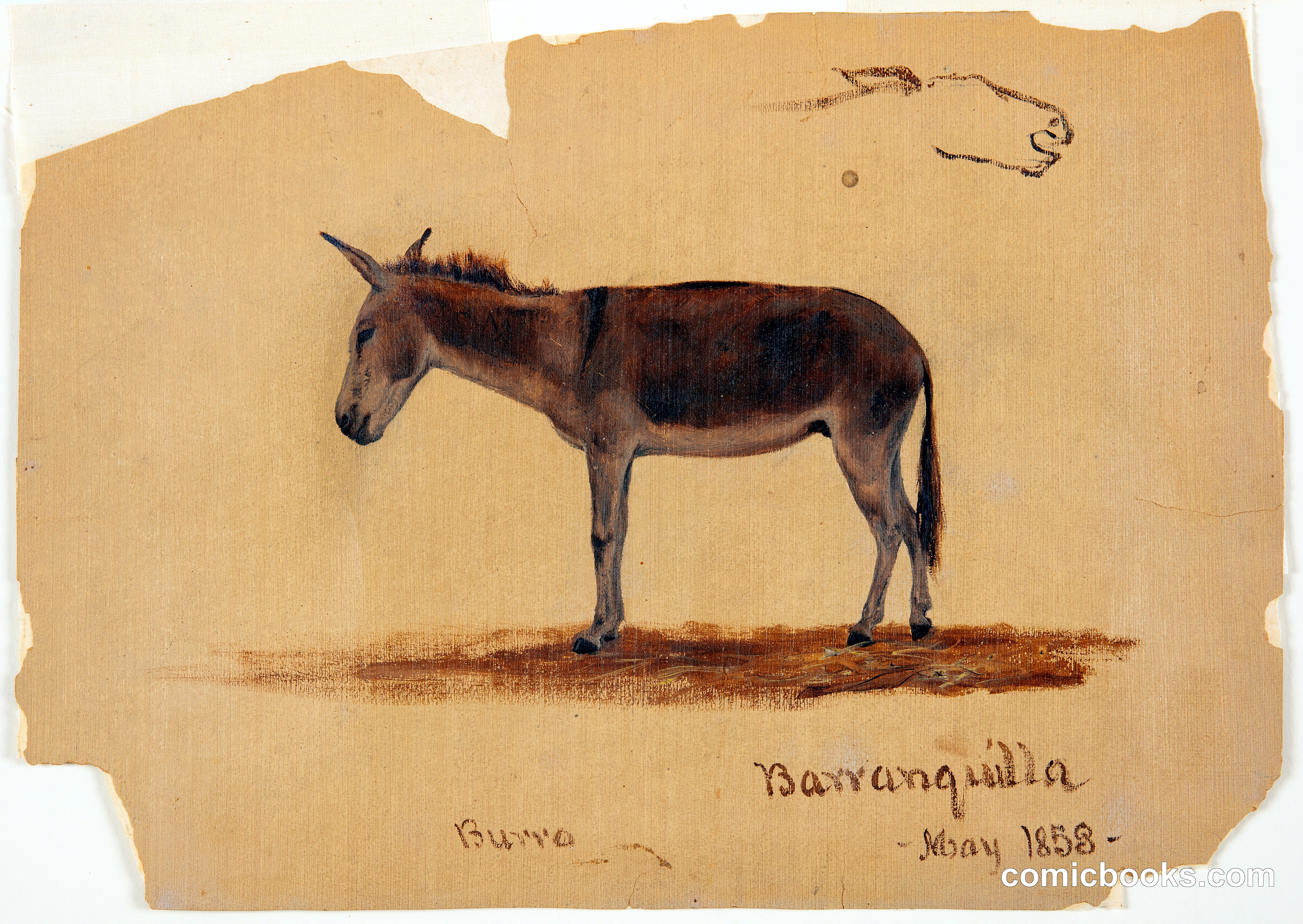 Burro, Barranquilla, Colombia