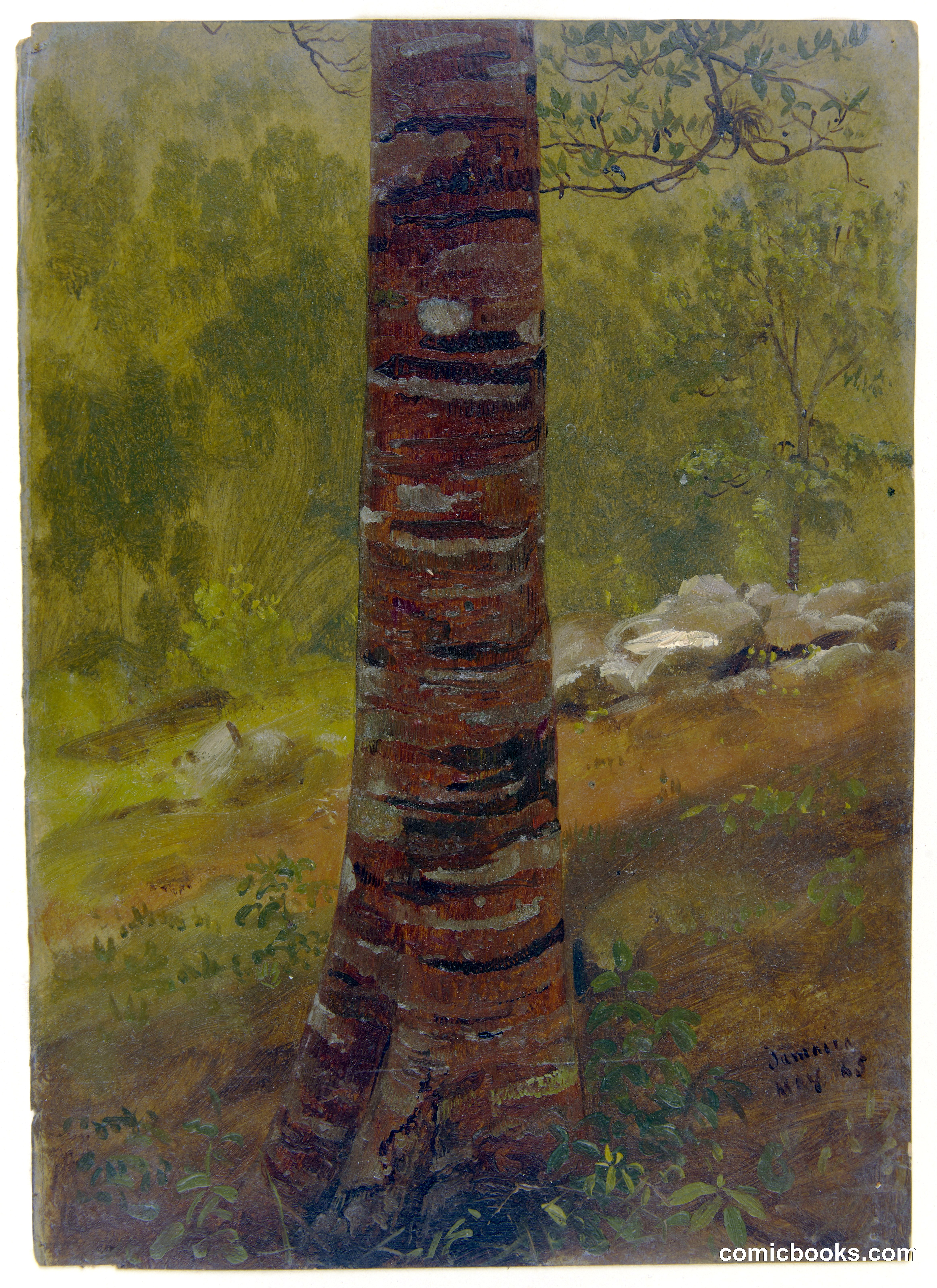 Tree Trunk, Jamaica