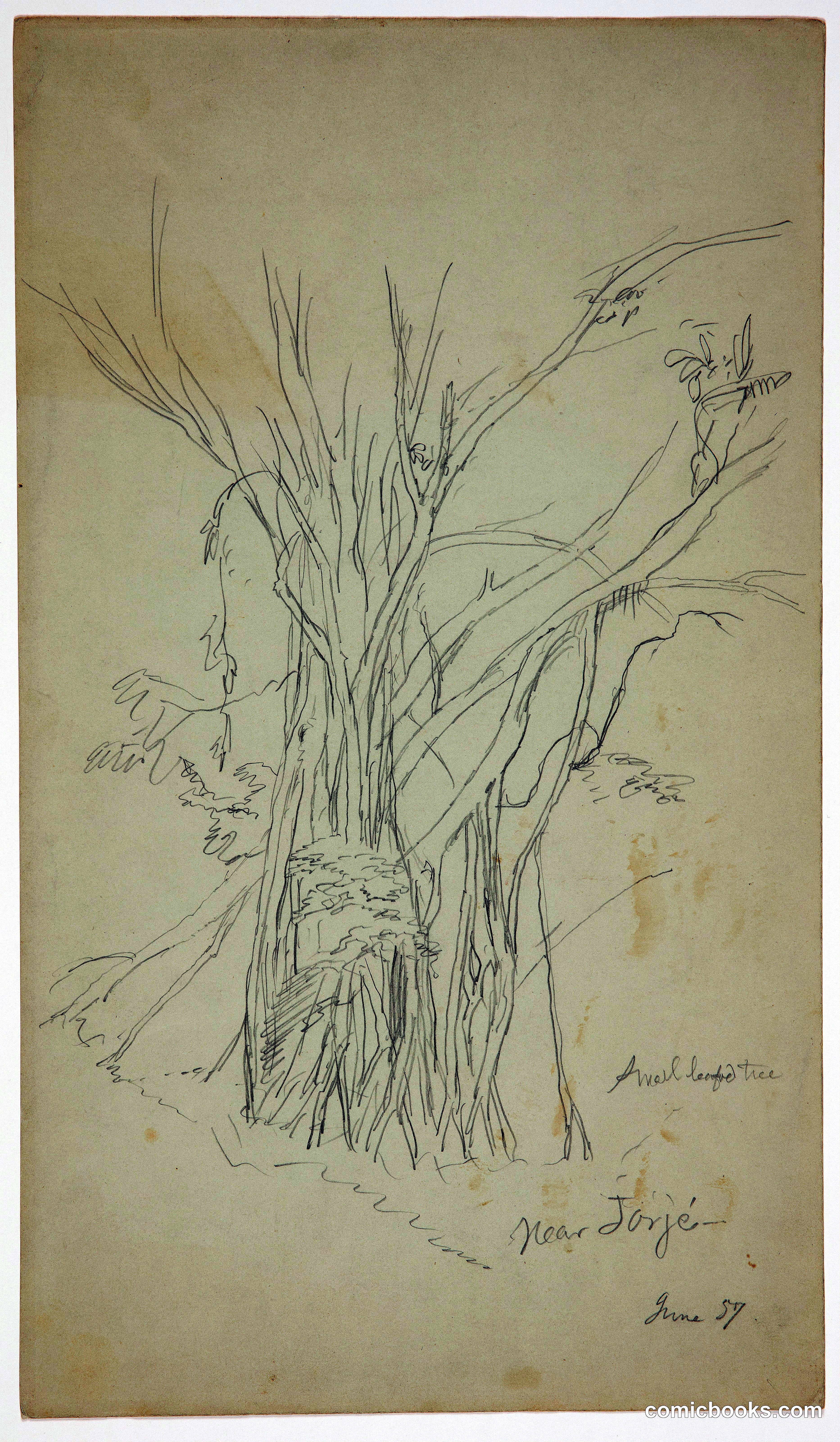 Small-Leaved Tree near Jorje, Ecuador