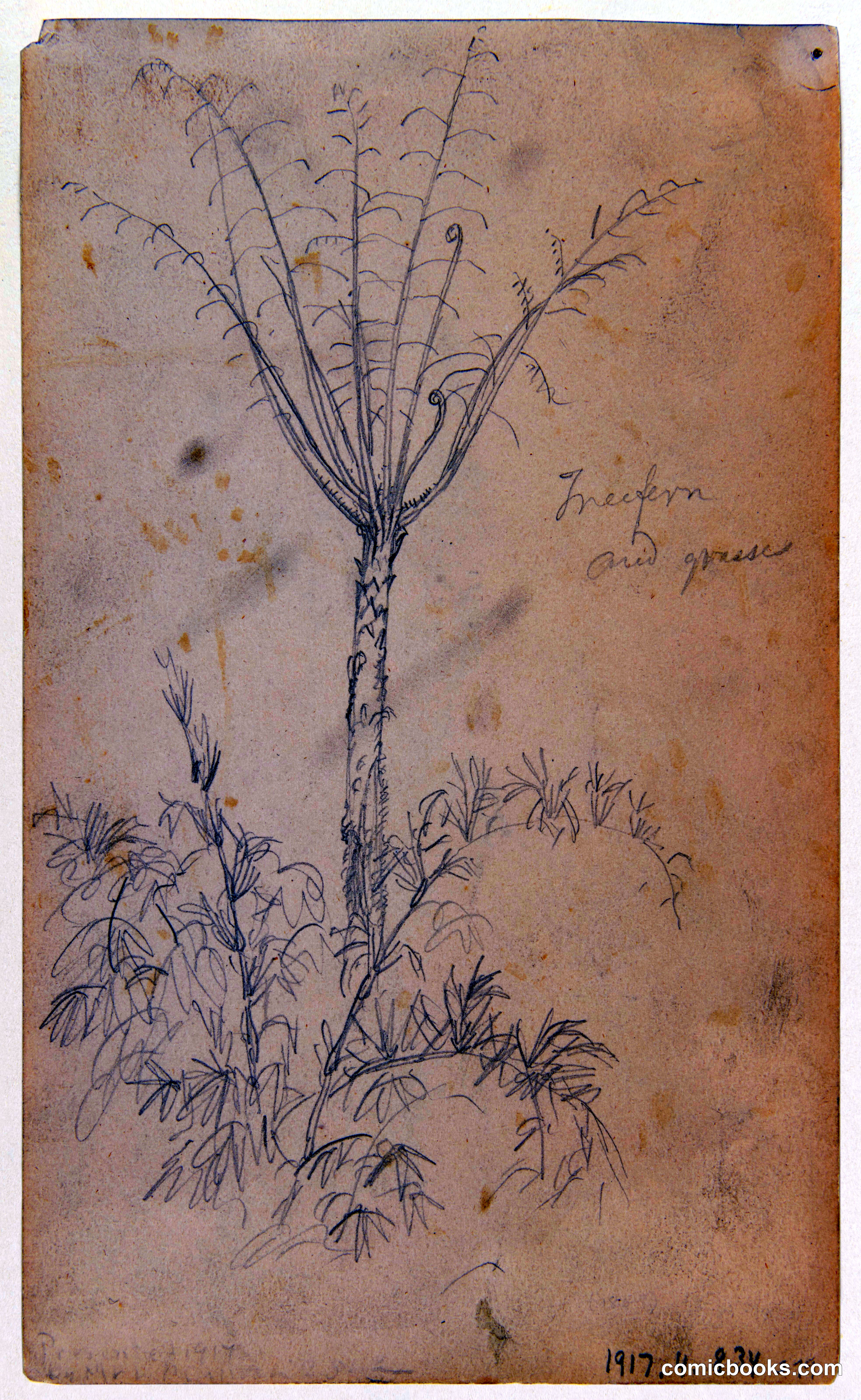 Tree Fern and Grasses, Ecuador