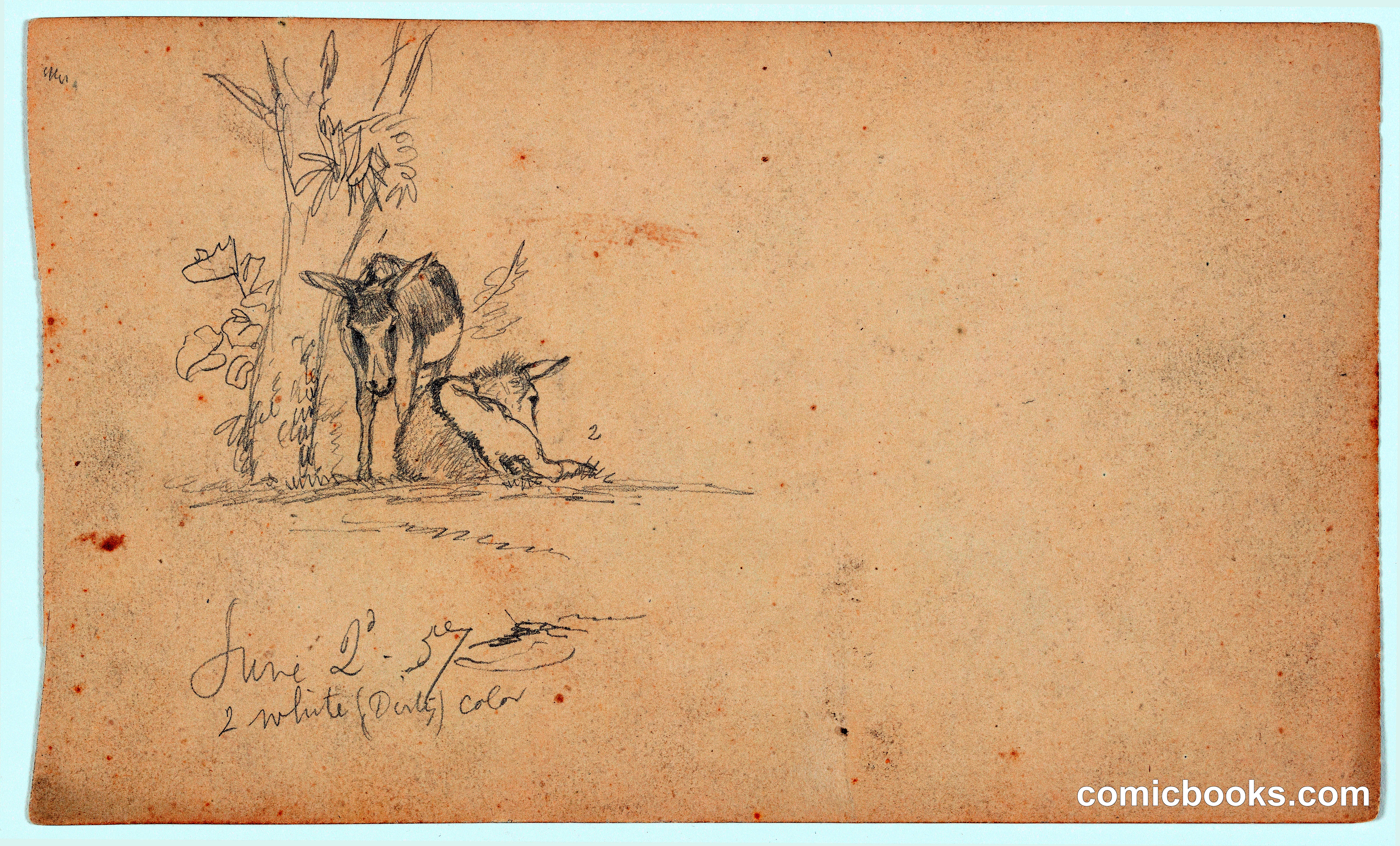 Study of Donkeys at Rest, Ecuador