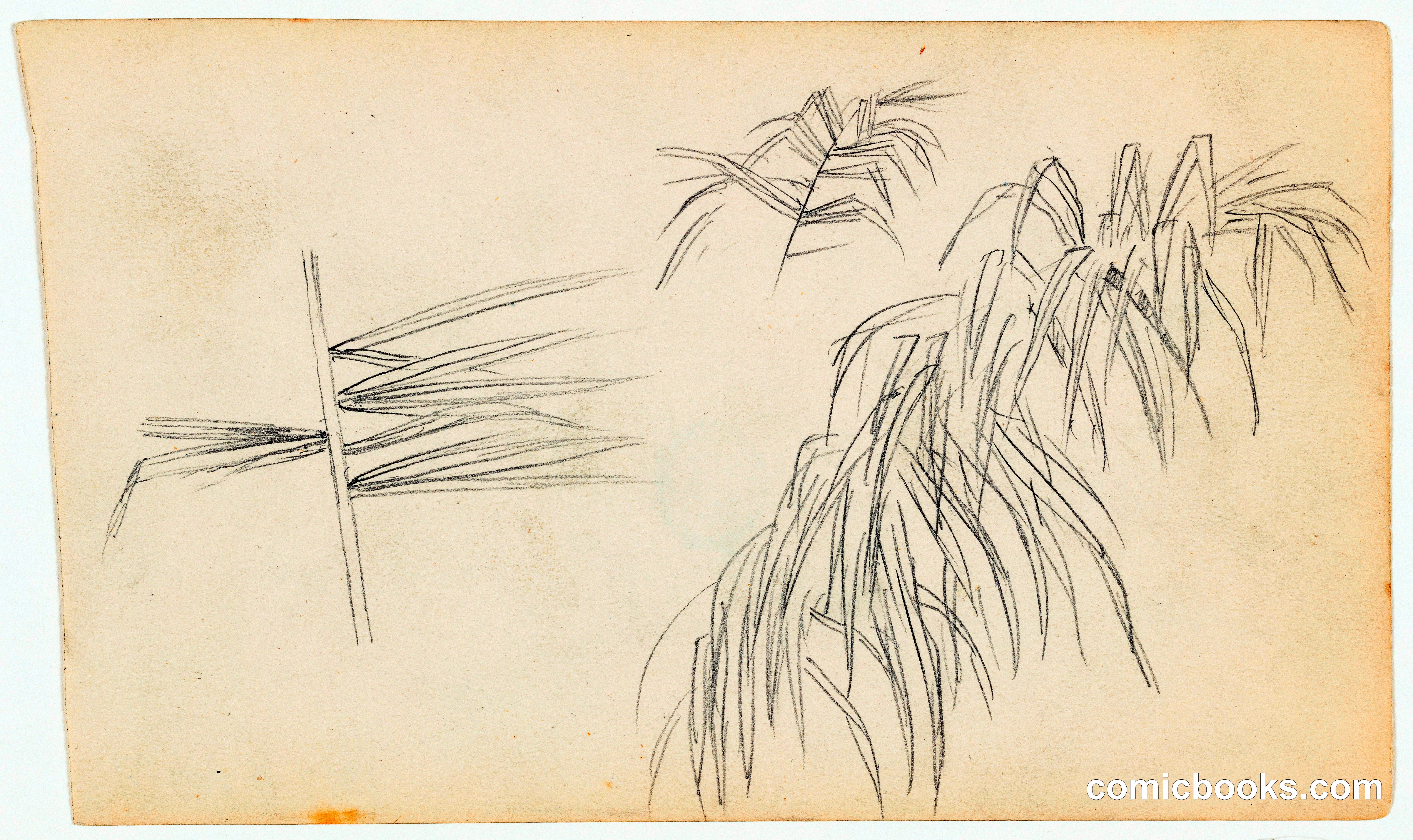 Palm Fronds, Ecuador