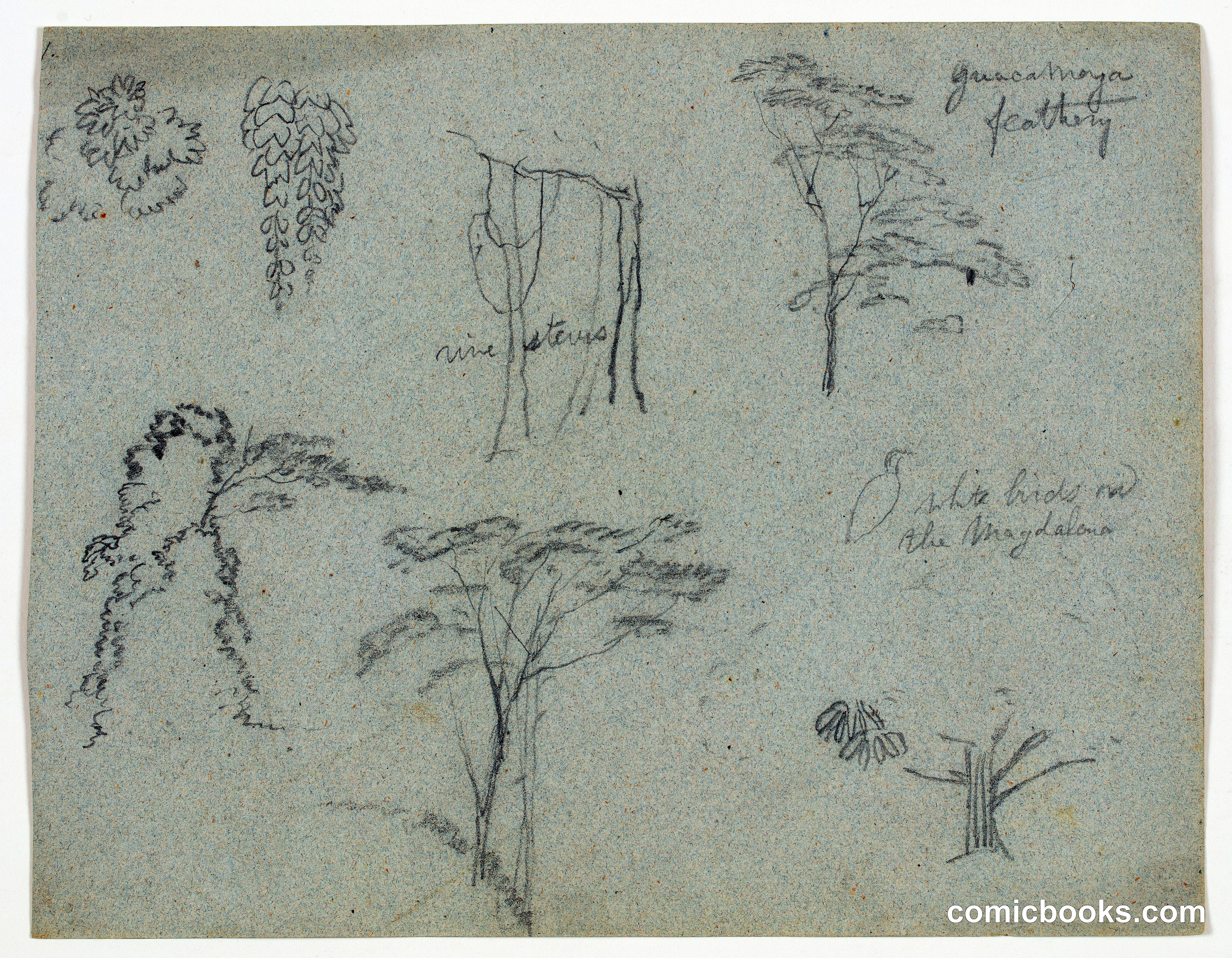 Sketches from the Río Magdalena, Colombia
