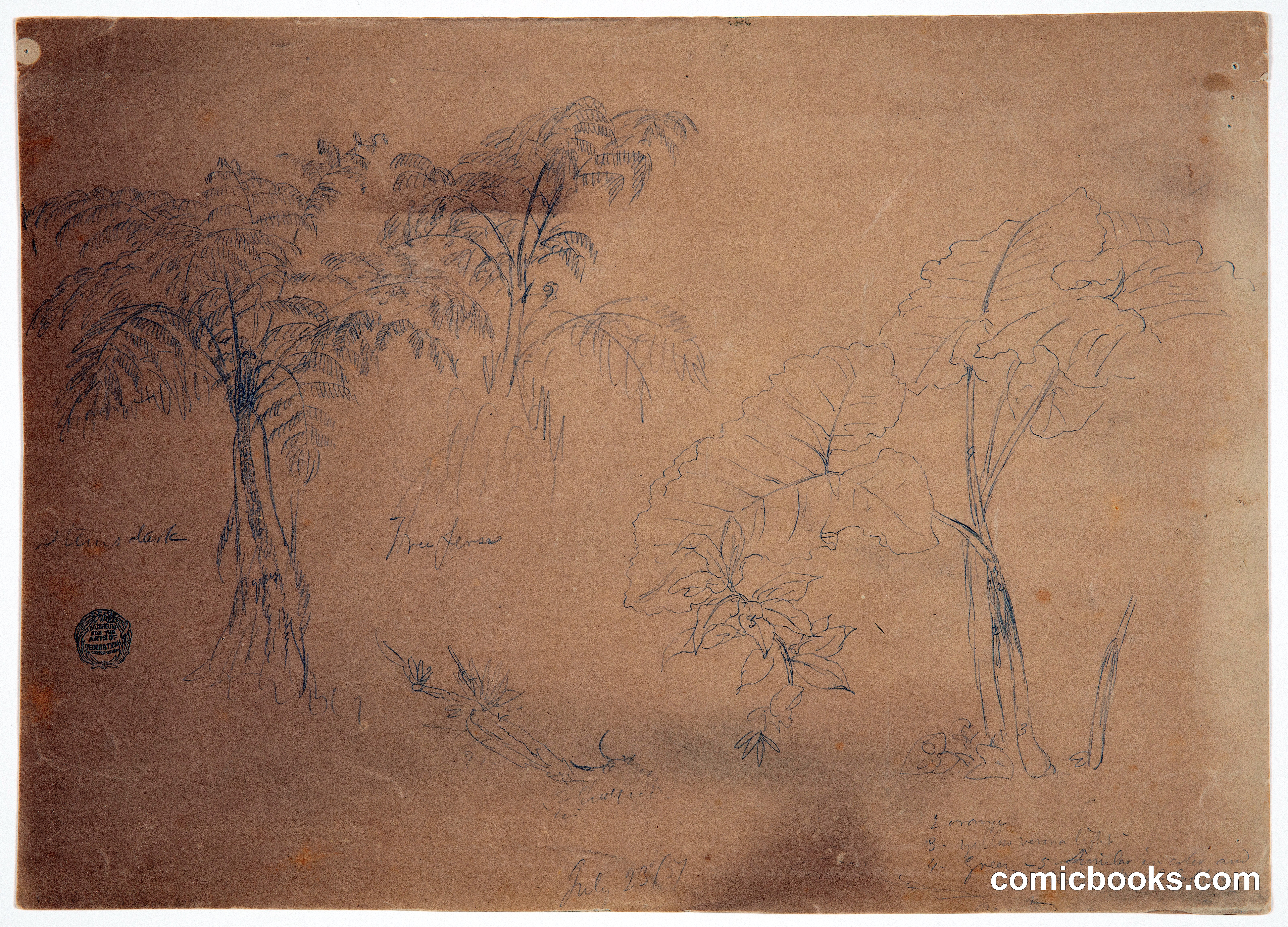 Sketches of Plants and Tree Ferns near Jorje, Ecuador