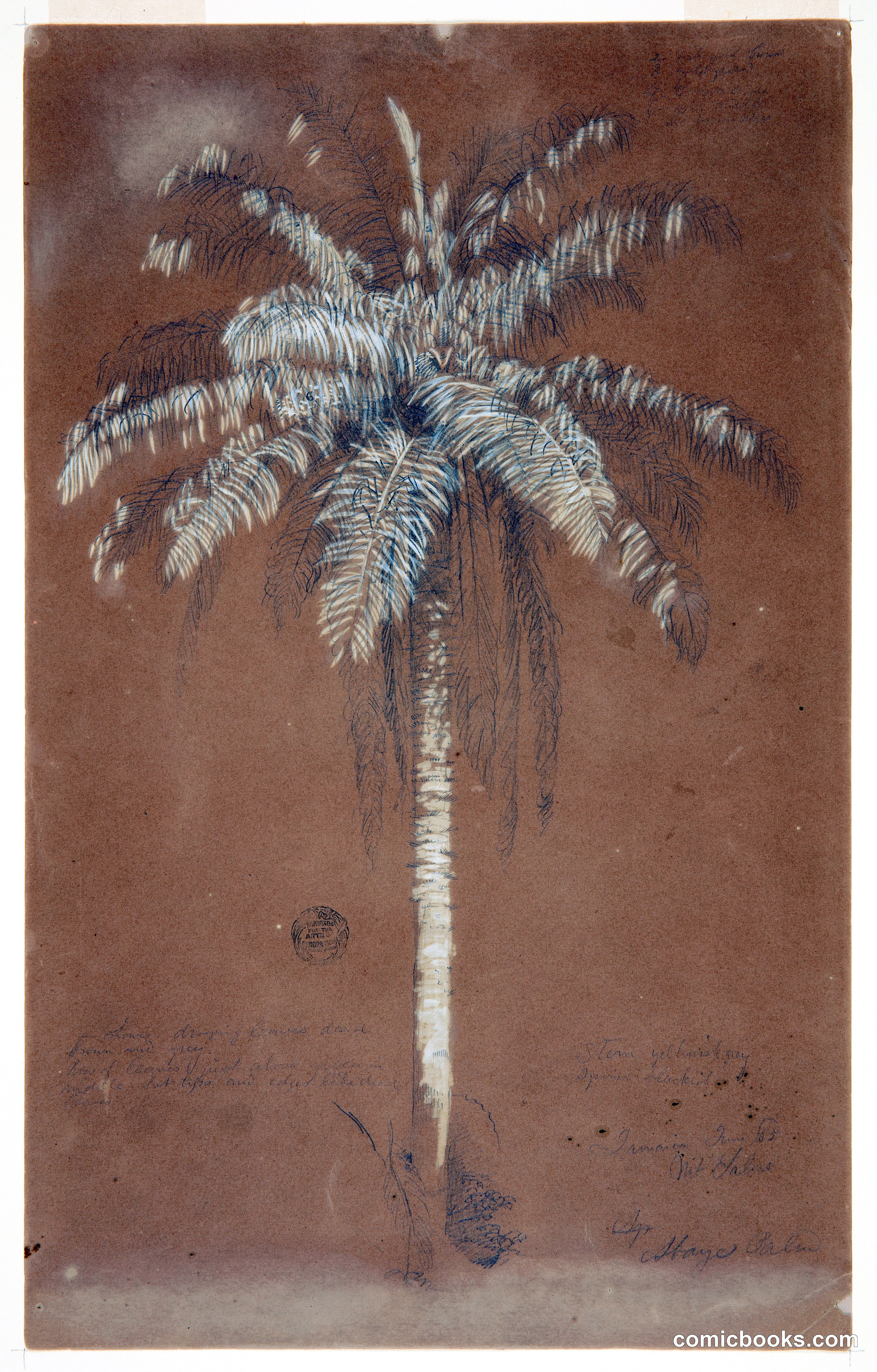 Abaye Palm, Mt. Salus, Jamaica