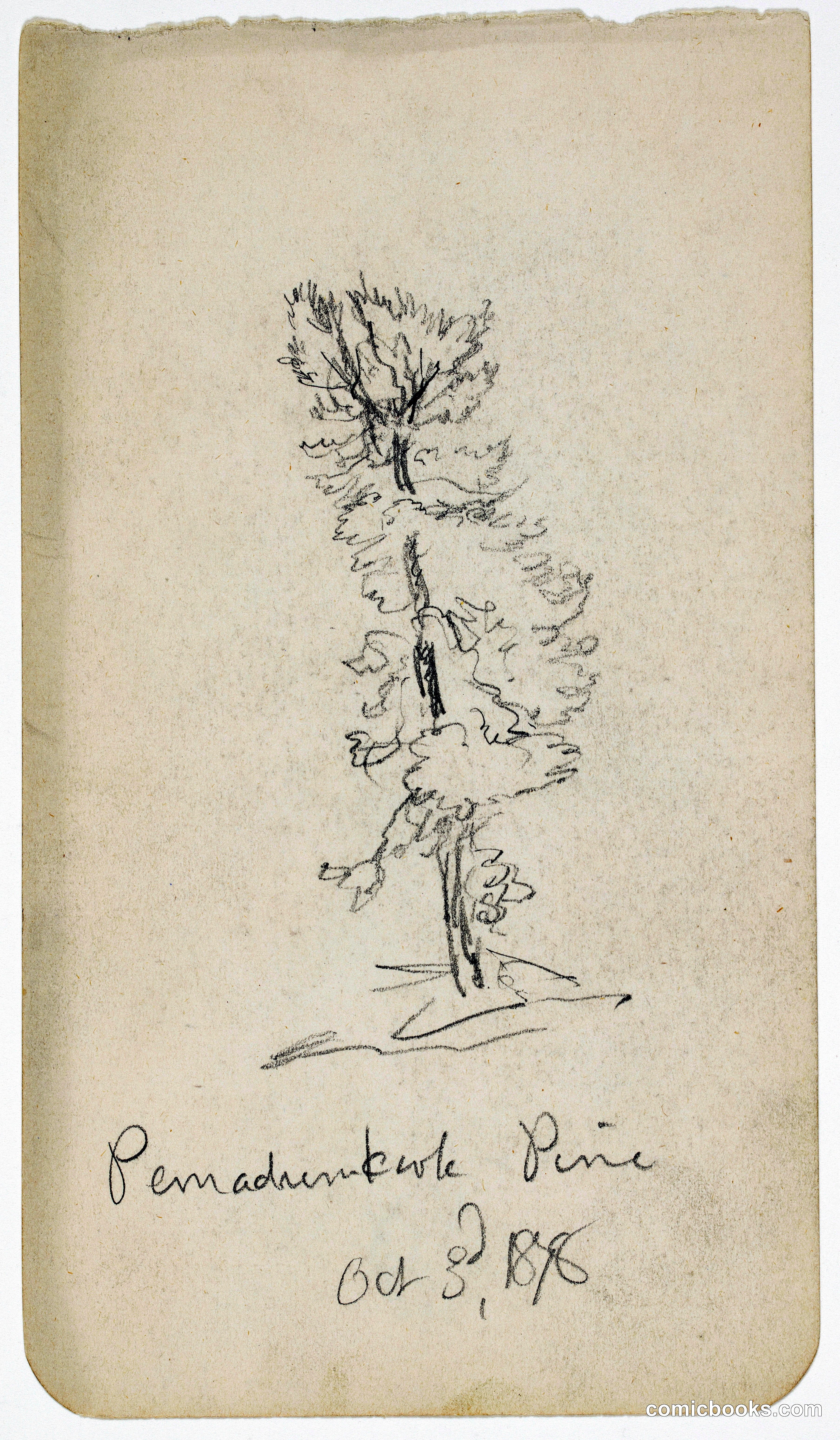 Pemadumcook Pine