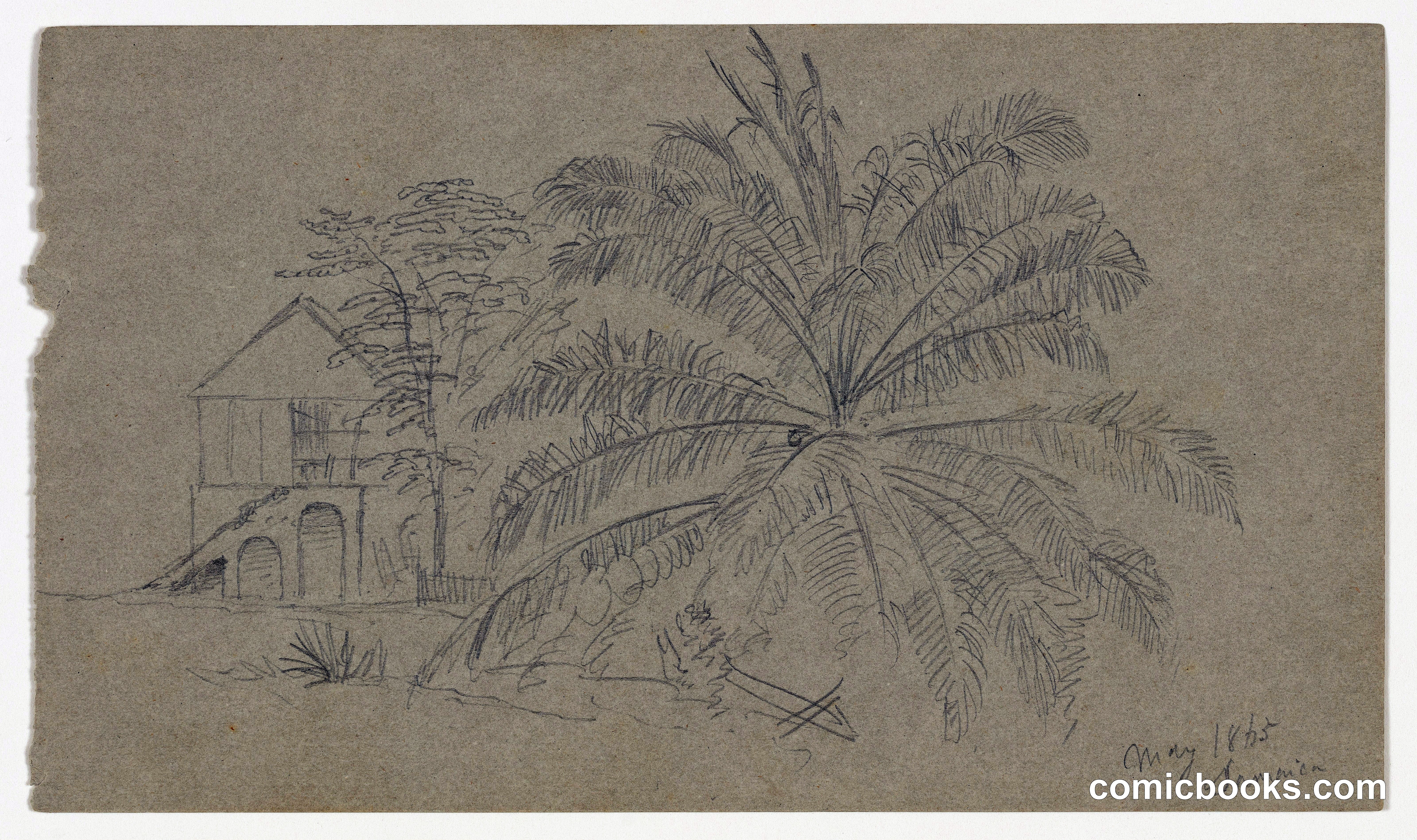 House beside a Palm Tree, Jamaica