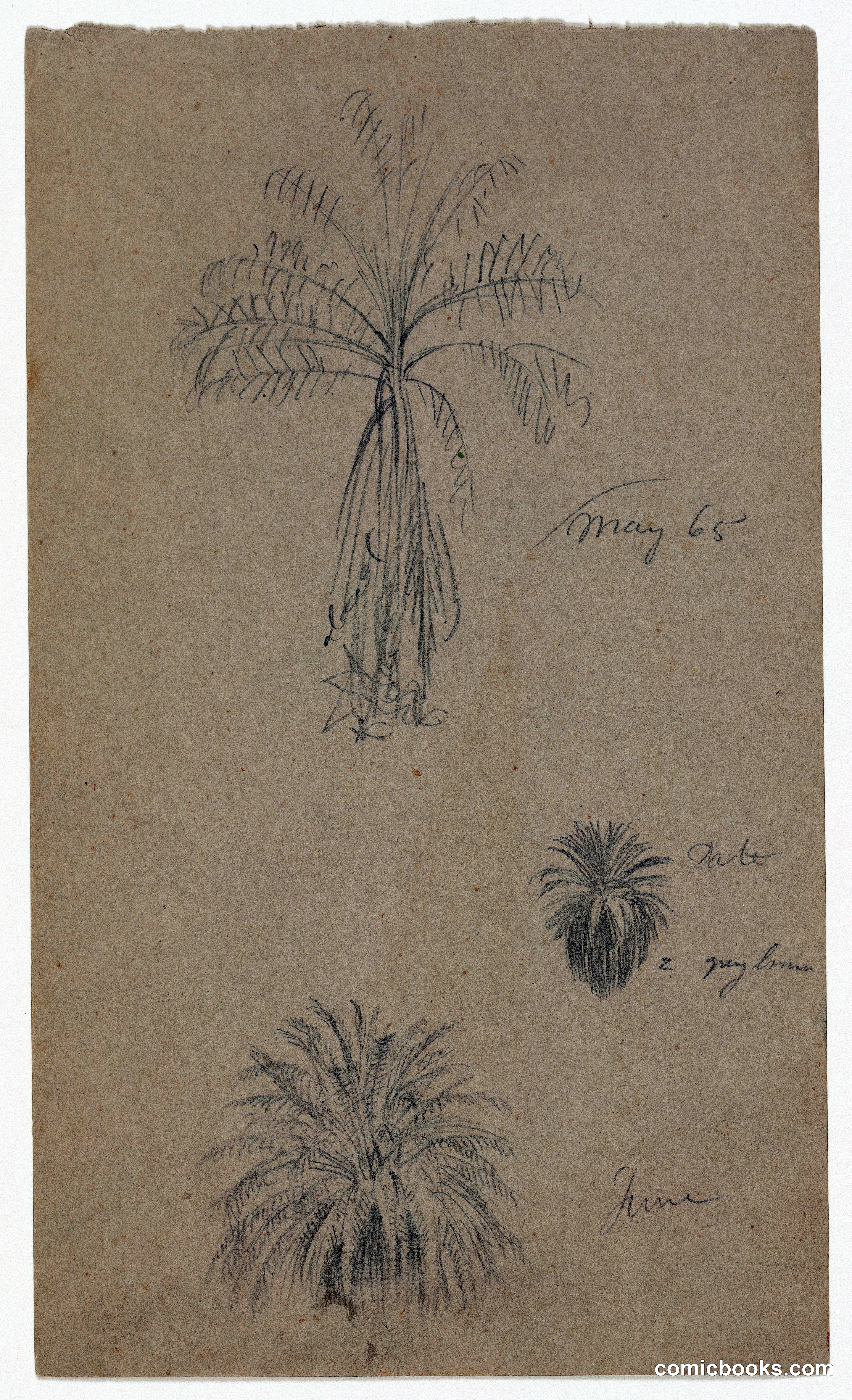 Palm Tree Studies
