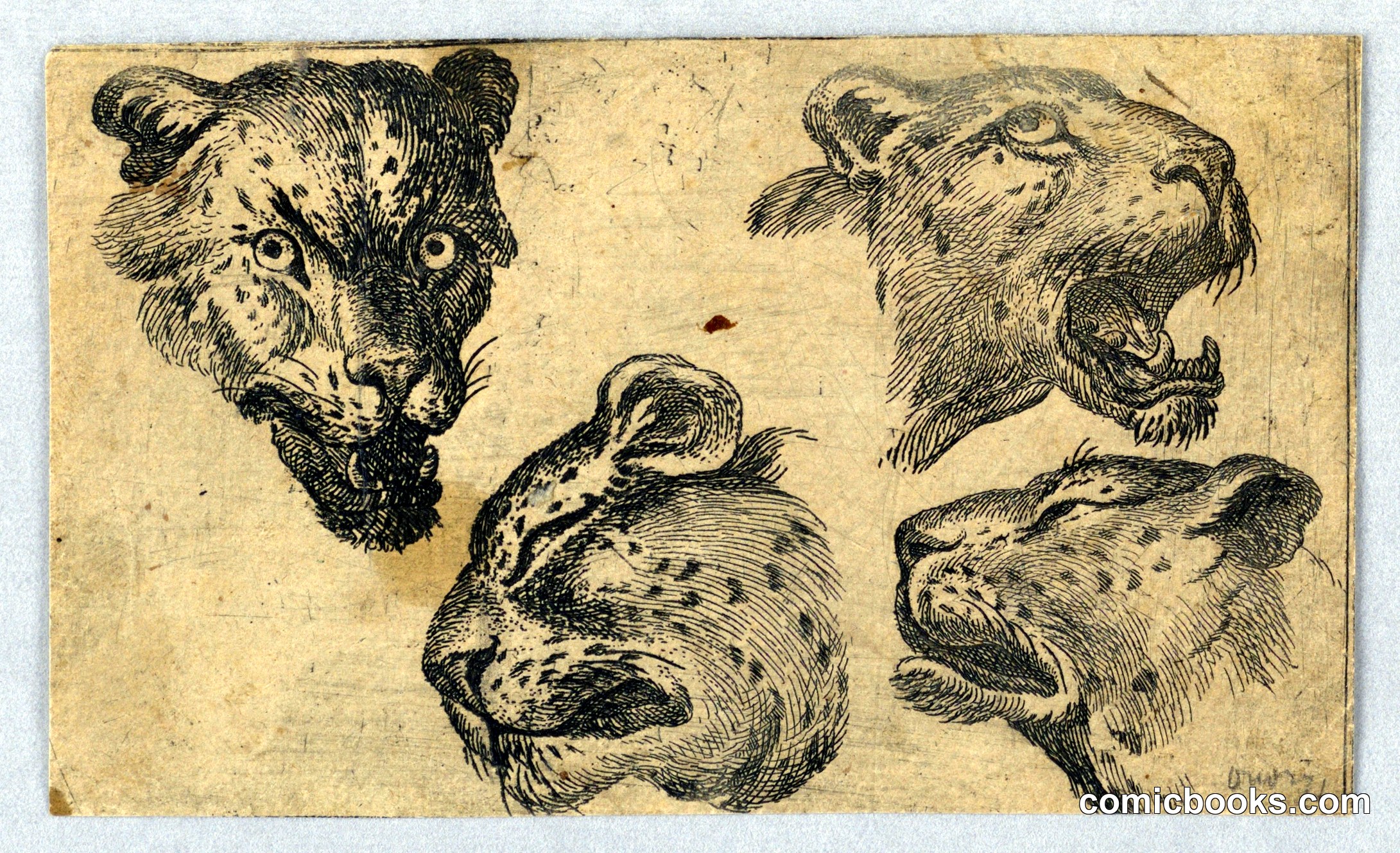 Four Studies of Leopard Heads