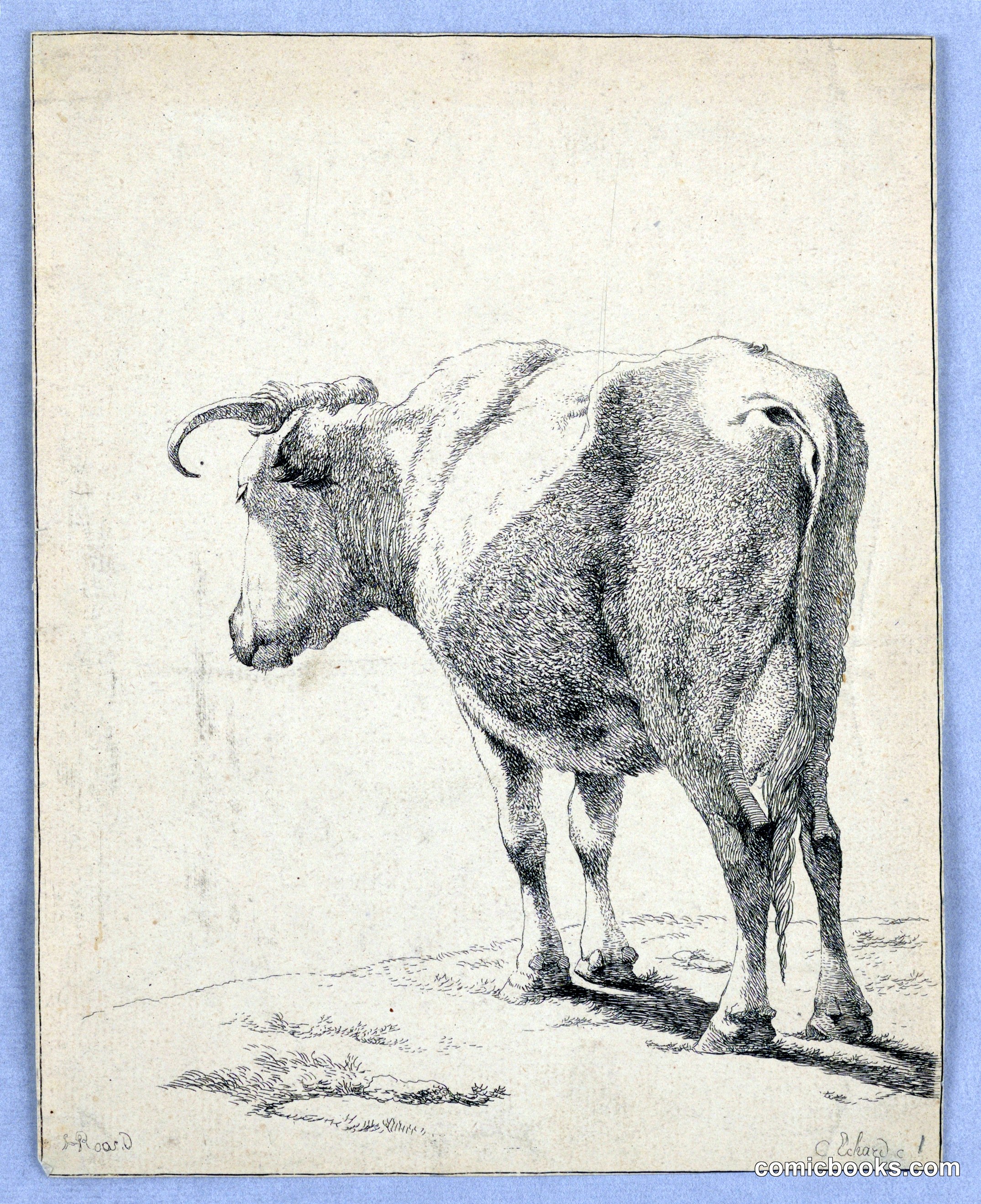 Study of a Cow