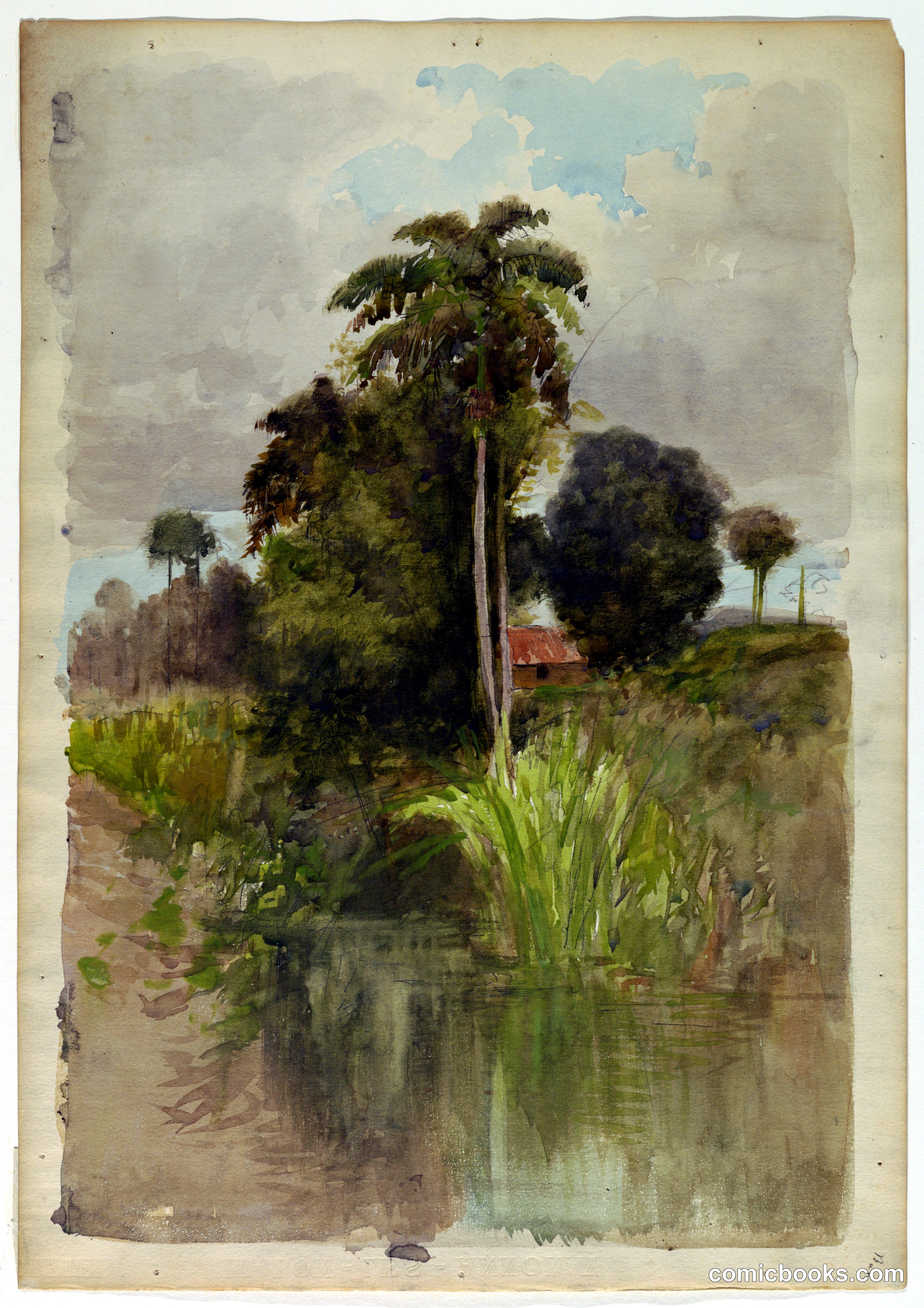 Study of Palm Trees