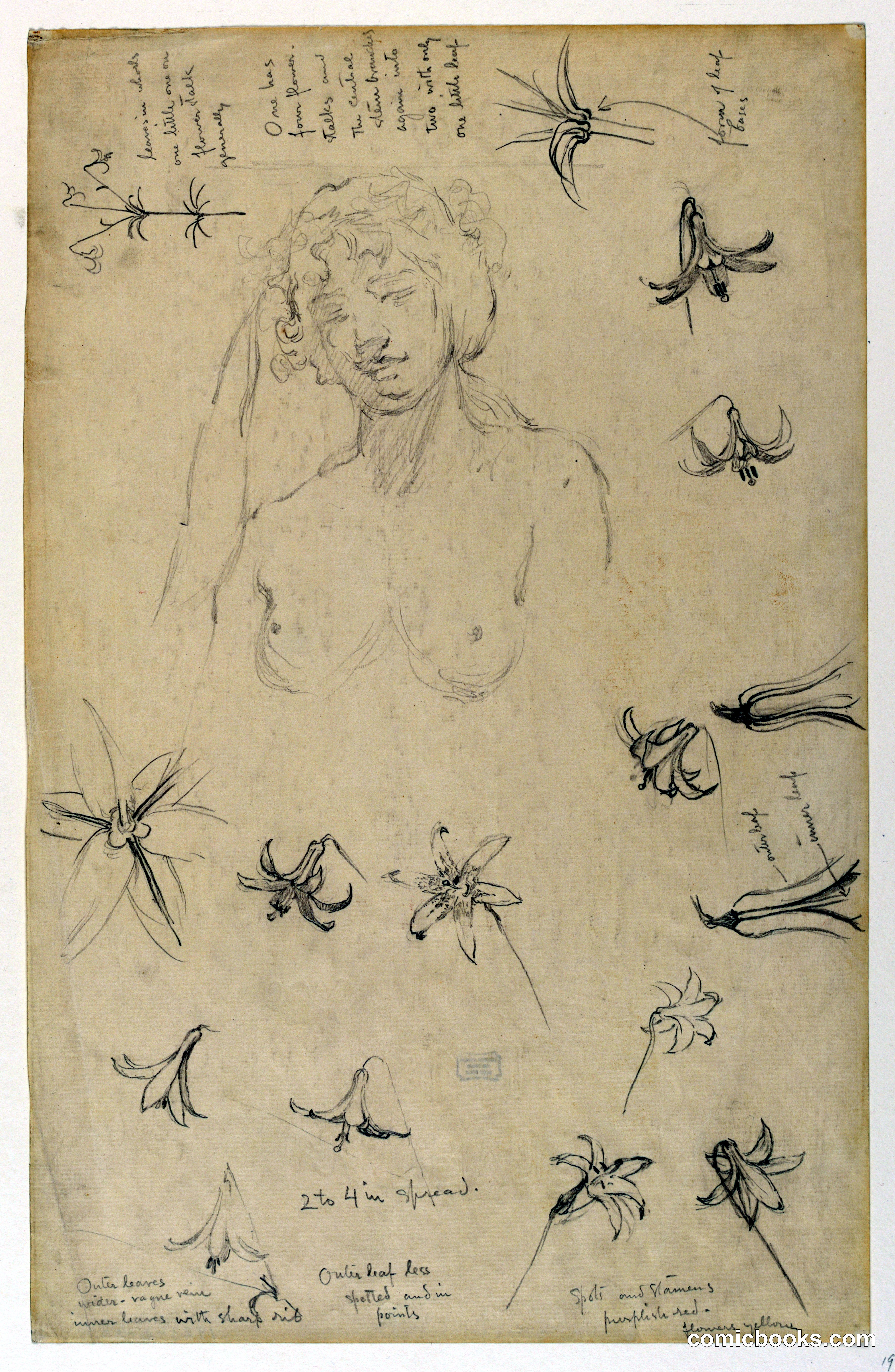 Study for Female Figure and Flowers