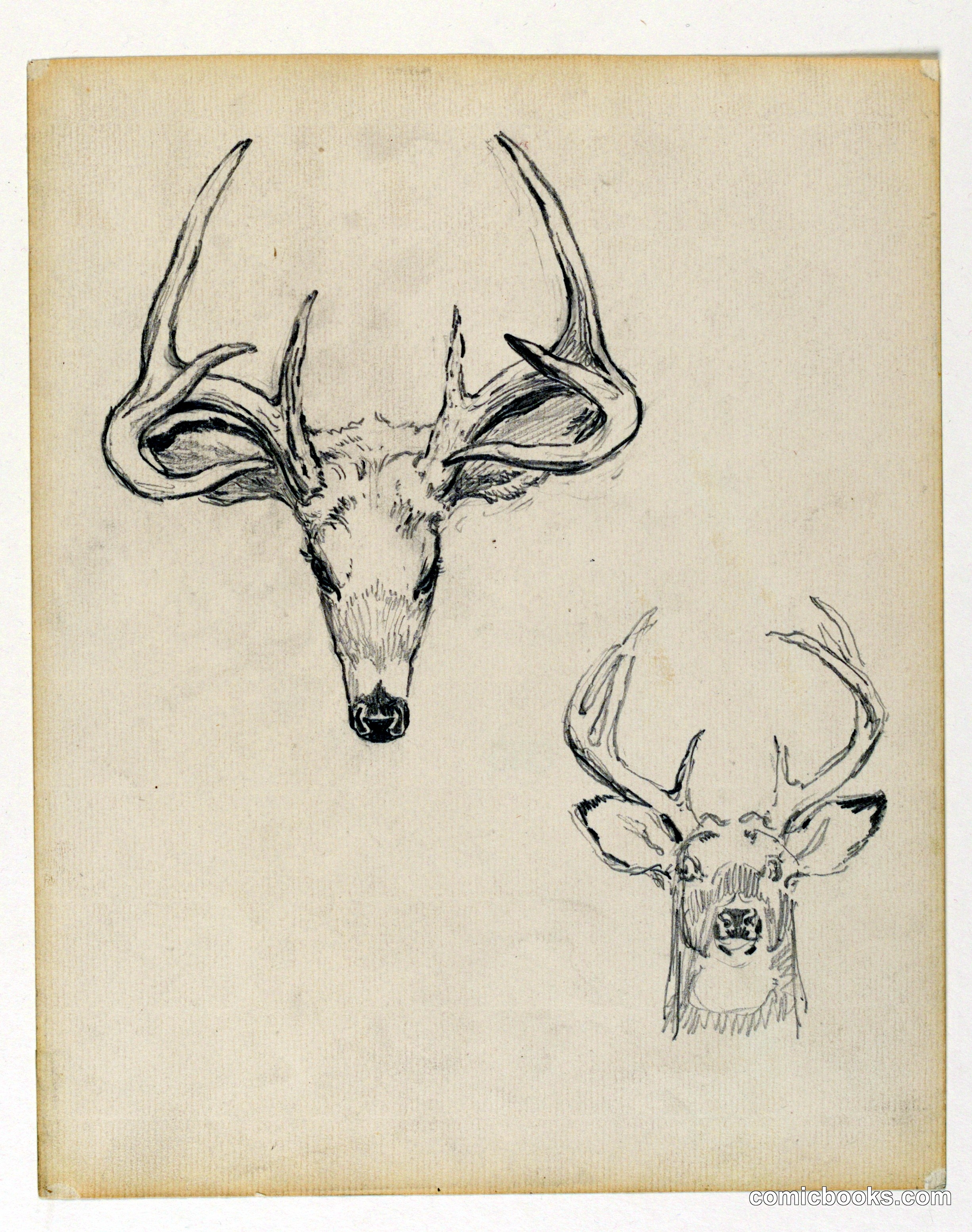 Study of Stag Head