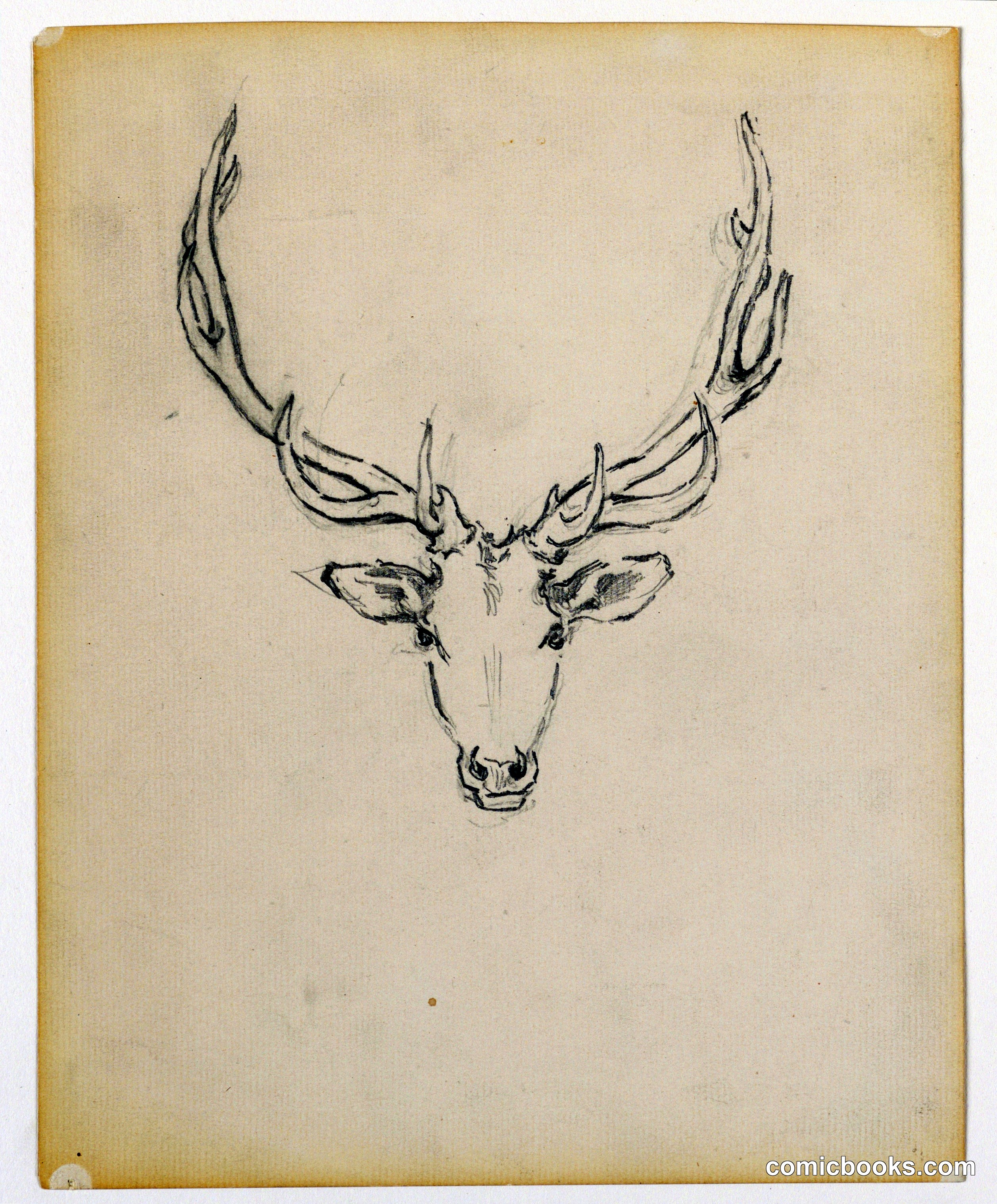 Study of Stag Head