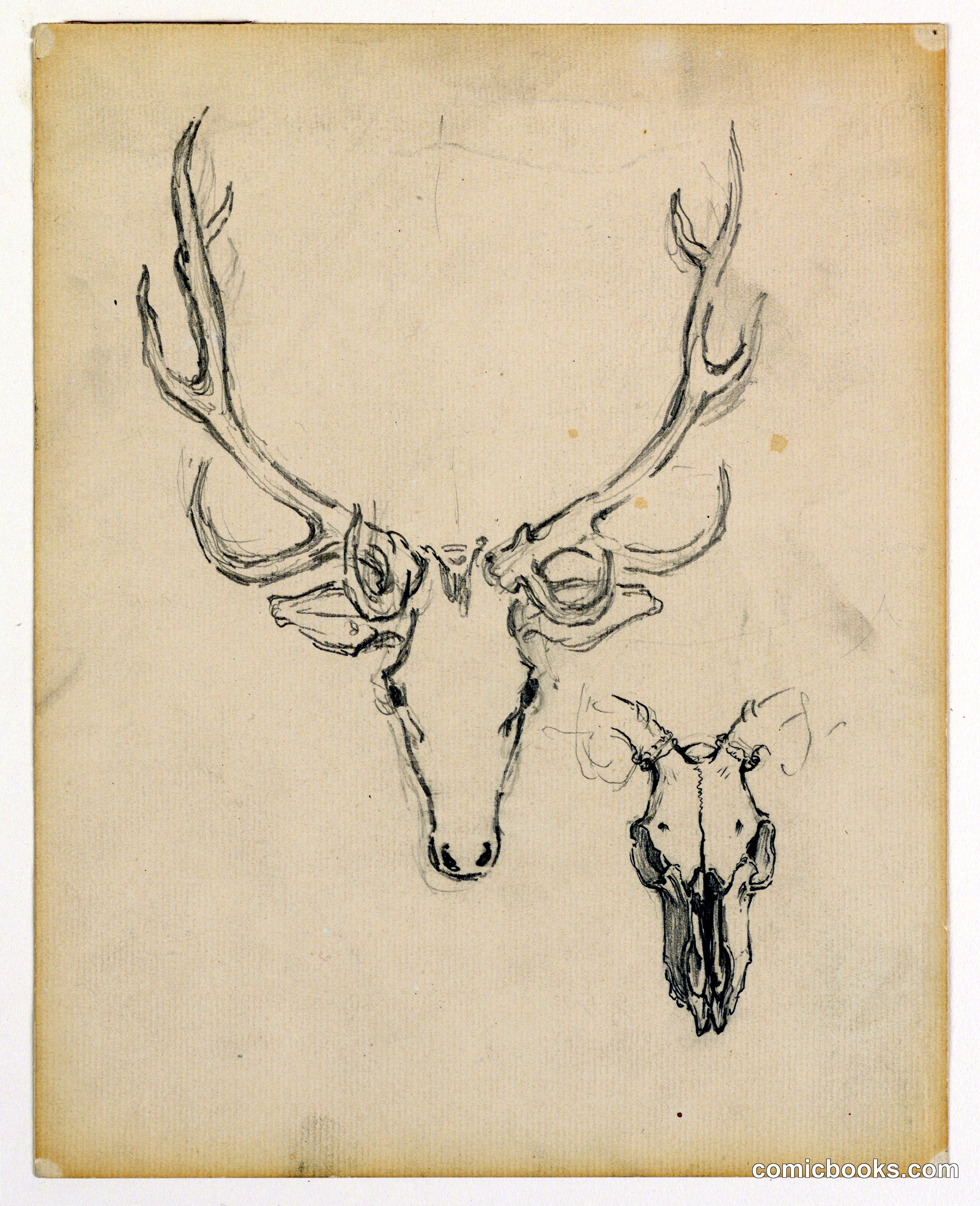 Study of Stag Head