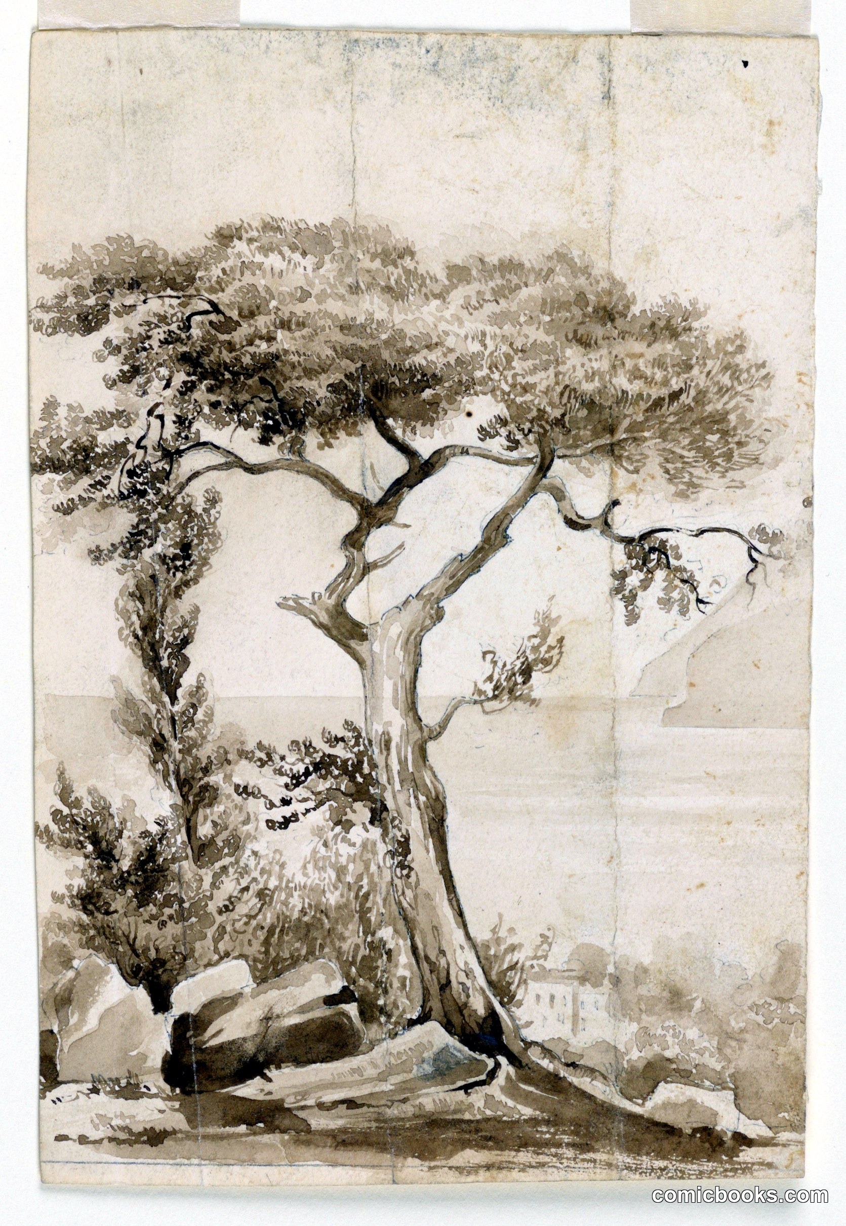 Study of a Mediterranean Pine Tree