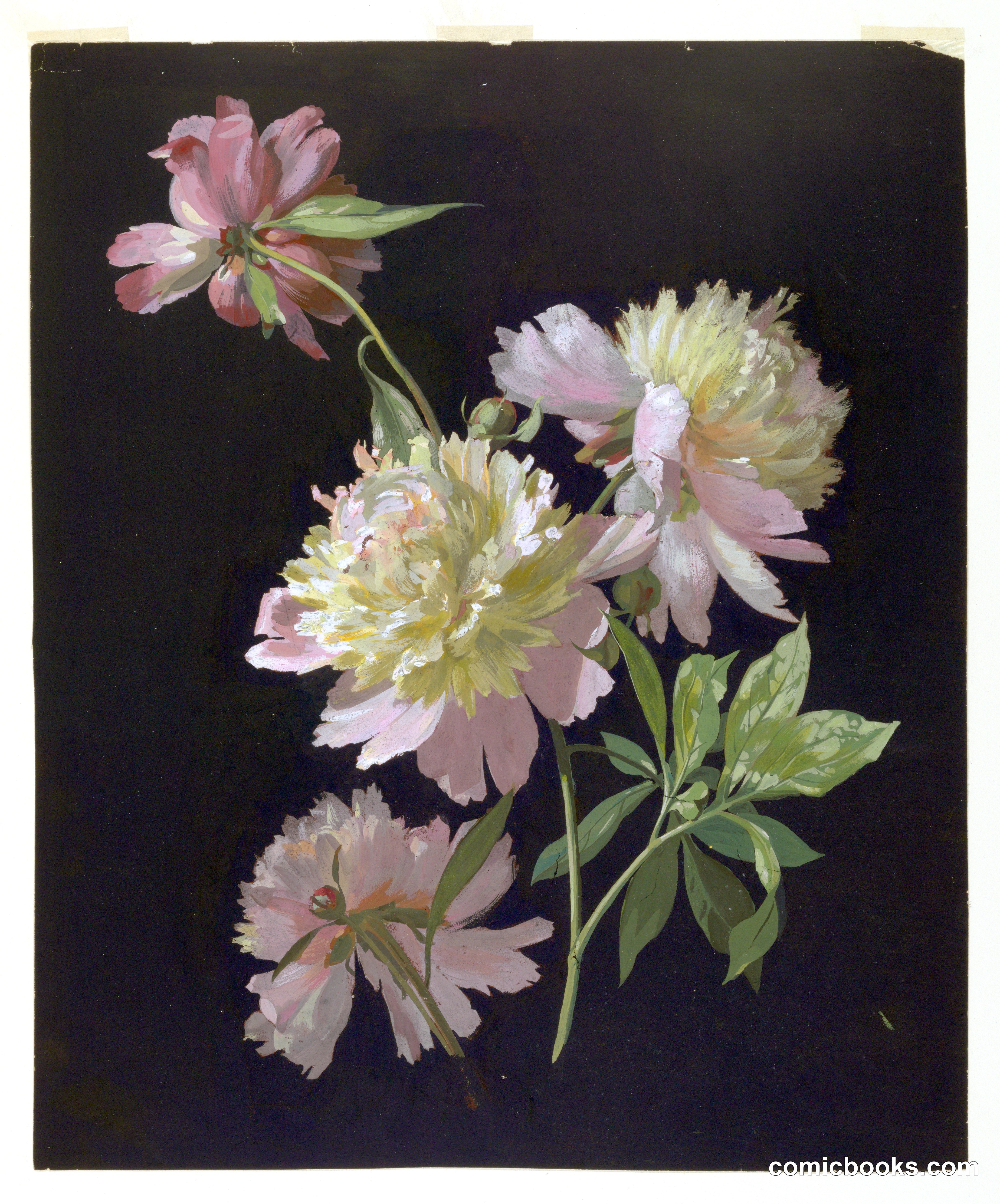 Flower Study, Peonies