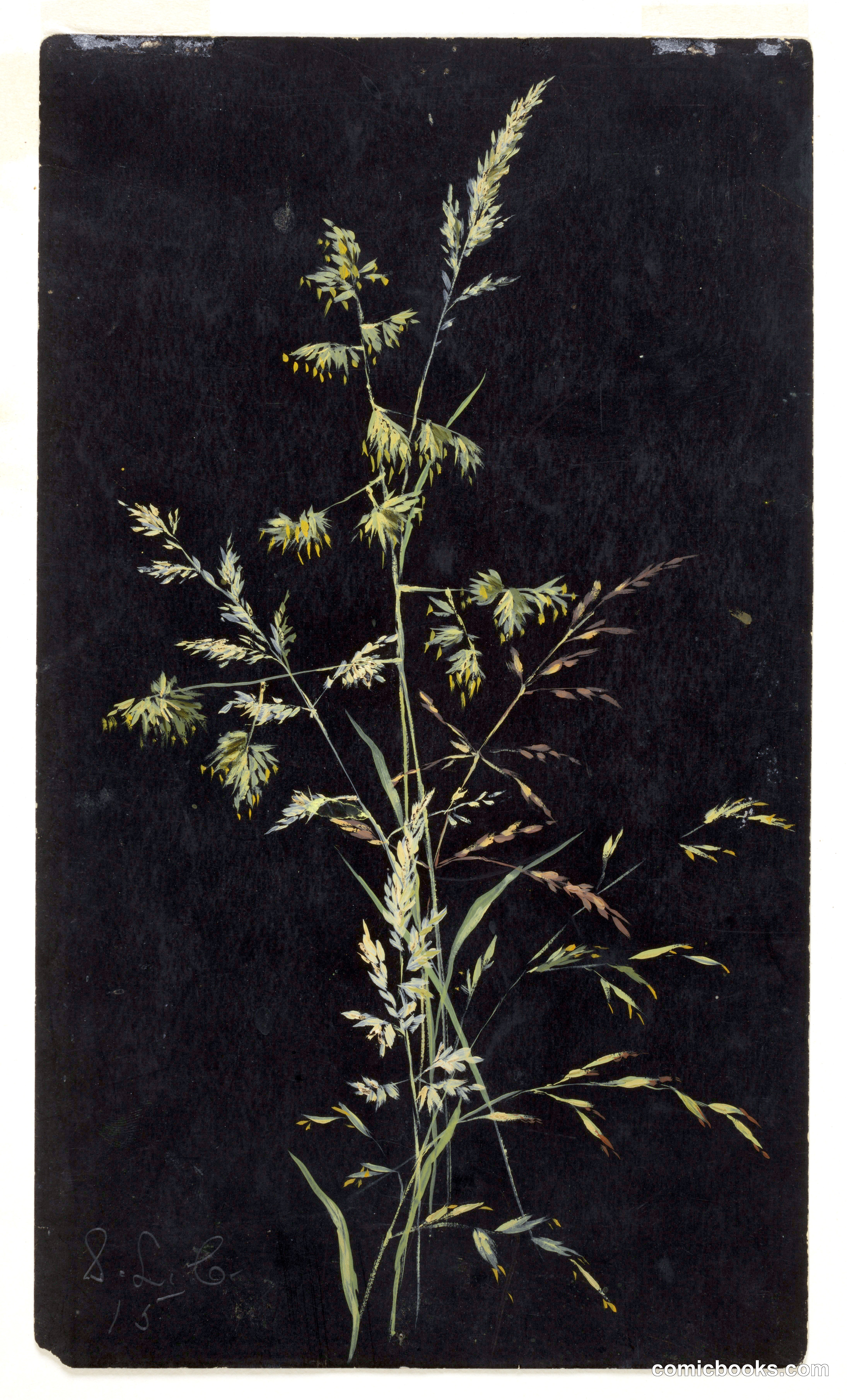 Study of Grass in Seed