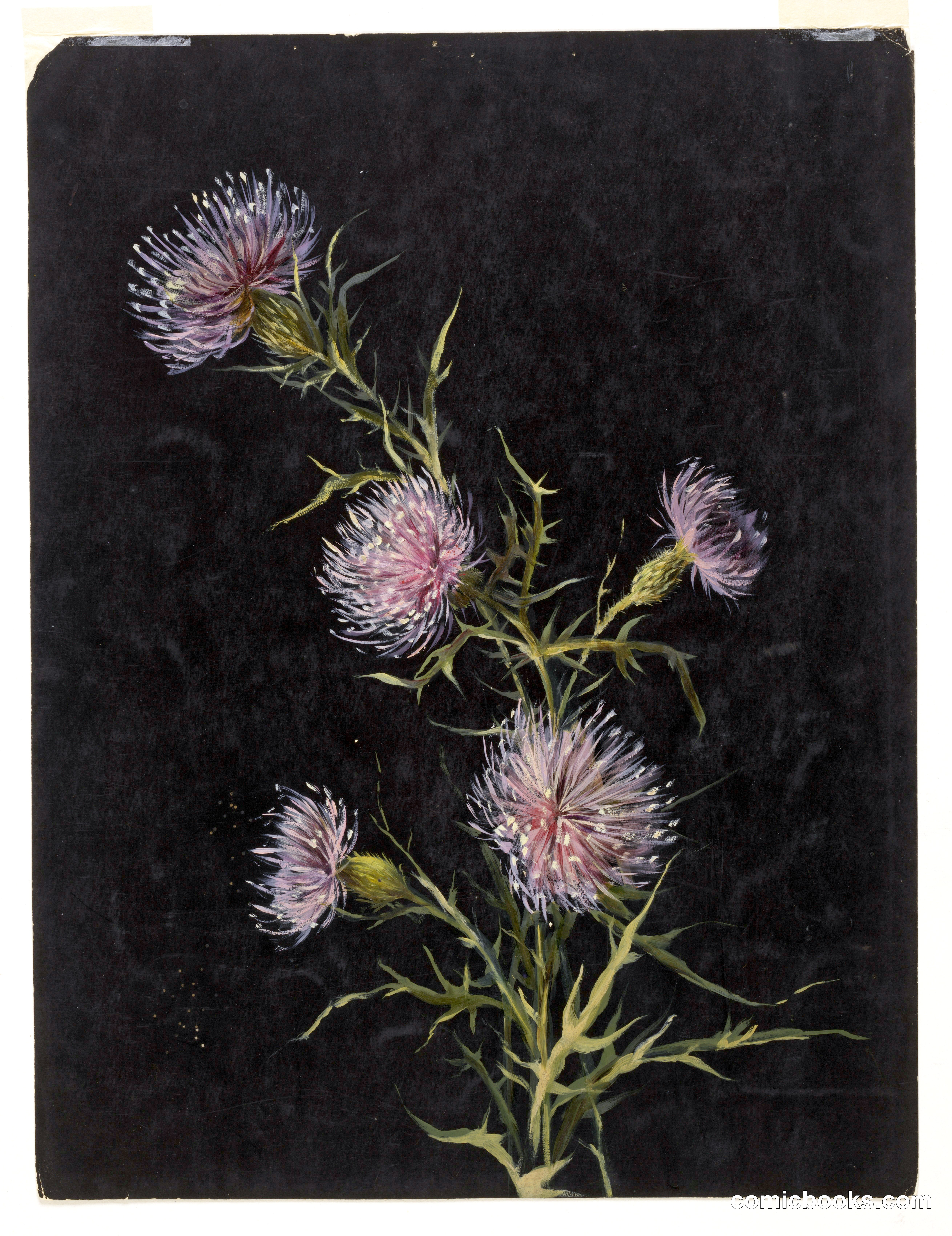Study of Thistles